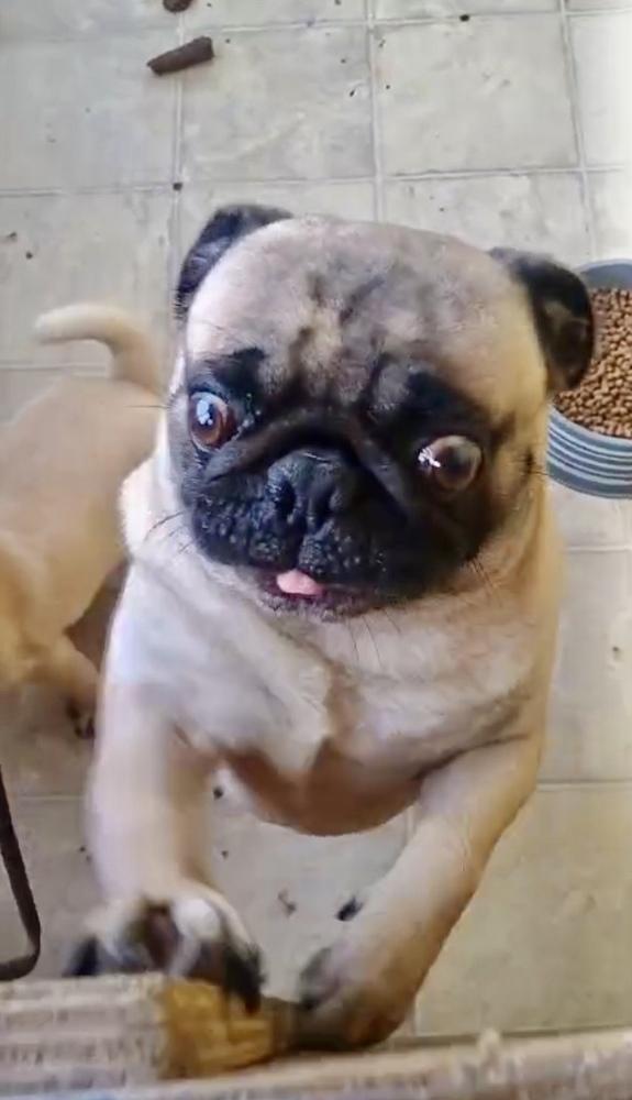 Enlarge Pugsly, a Adoptable Pug in Escondido, CA image 2/4