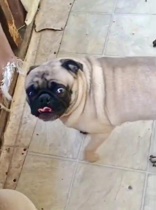 Enlarge Pugsly, a Adoptable Pug in Escondido, CA image 3/4