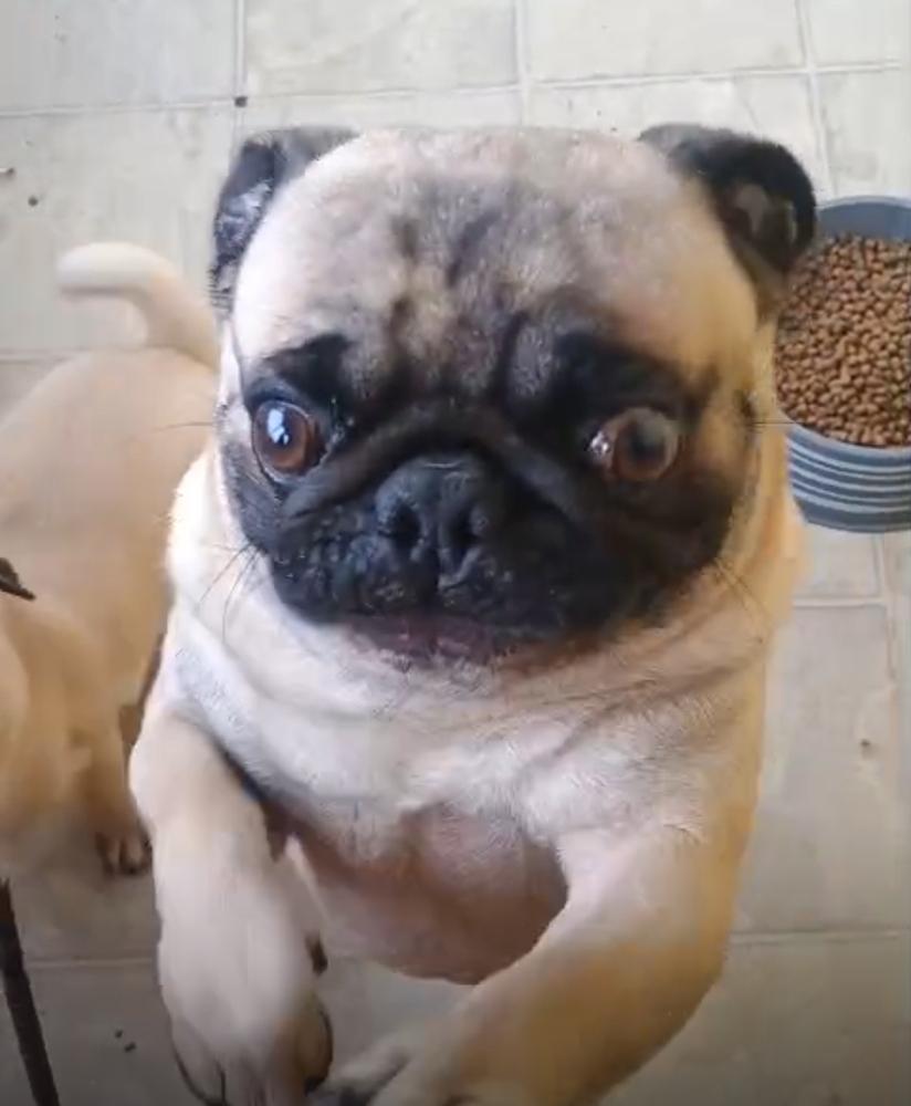 Enlarge Pugsly, a Adoptable Pug in Escondido, CA image 4/4