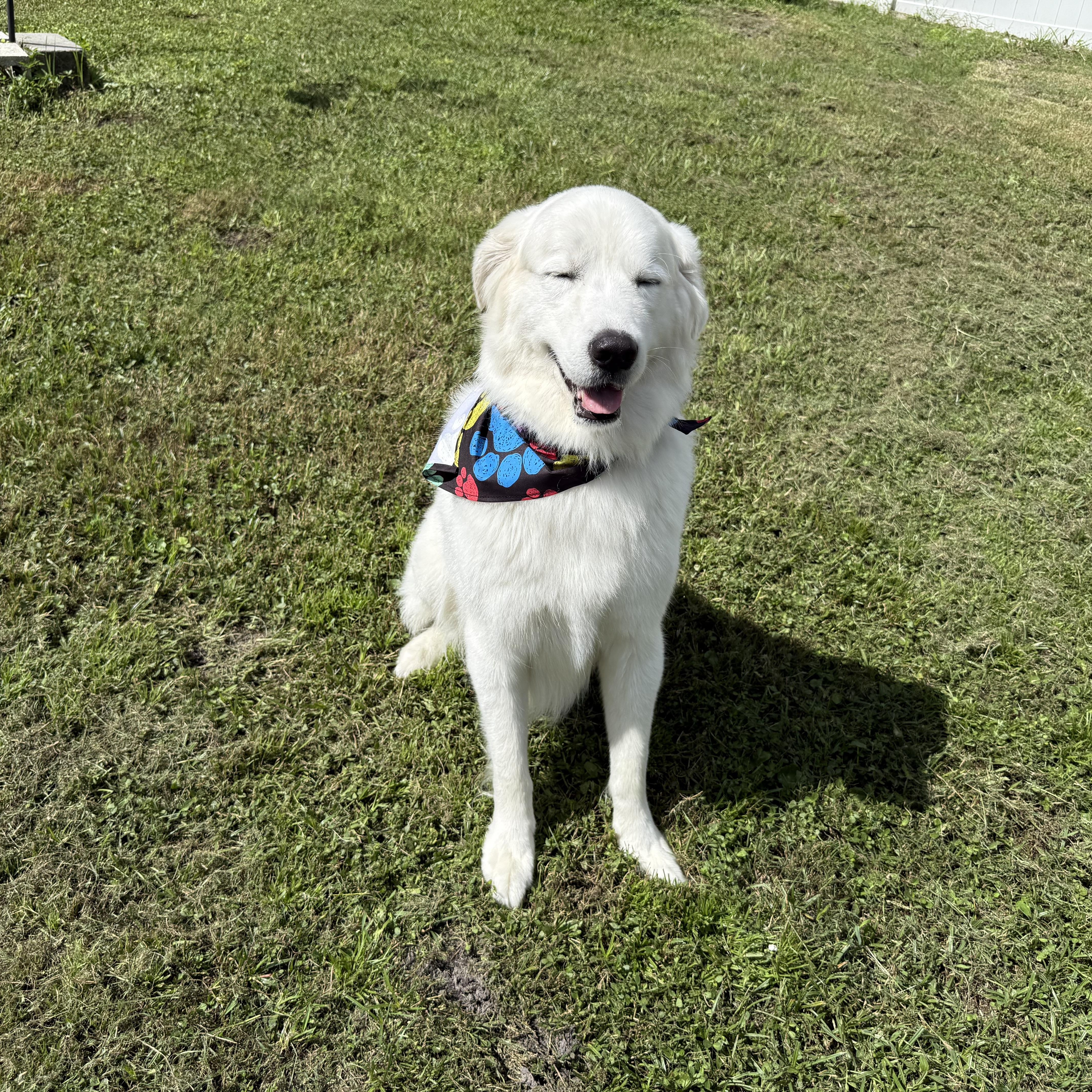 Arlo, Adopted, Adult Male Great Pyrenees.