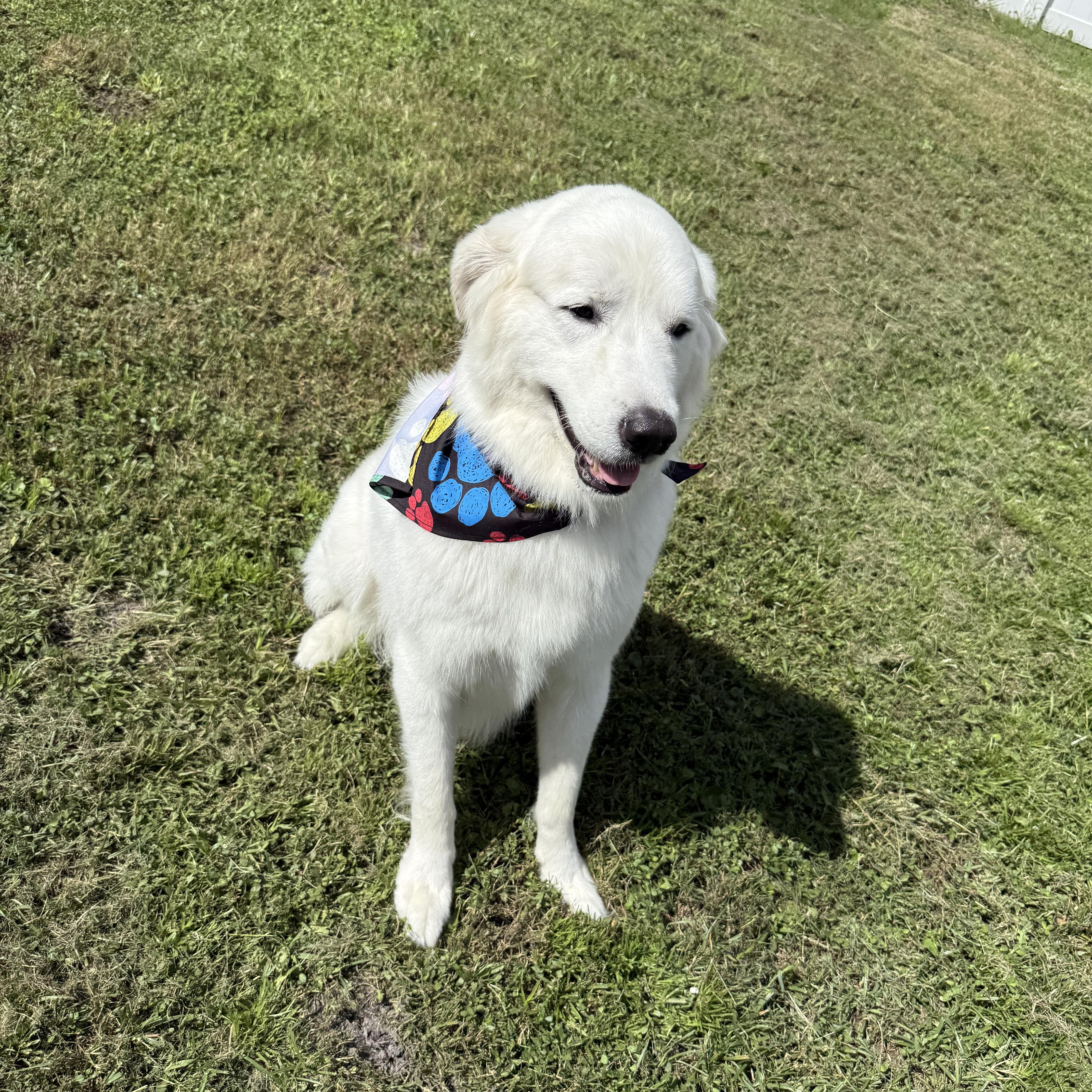 Arlo, a Adopted Great Pyrenees in New Port Richey, FL image 4/6