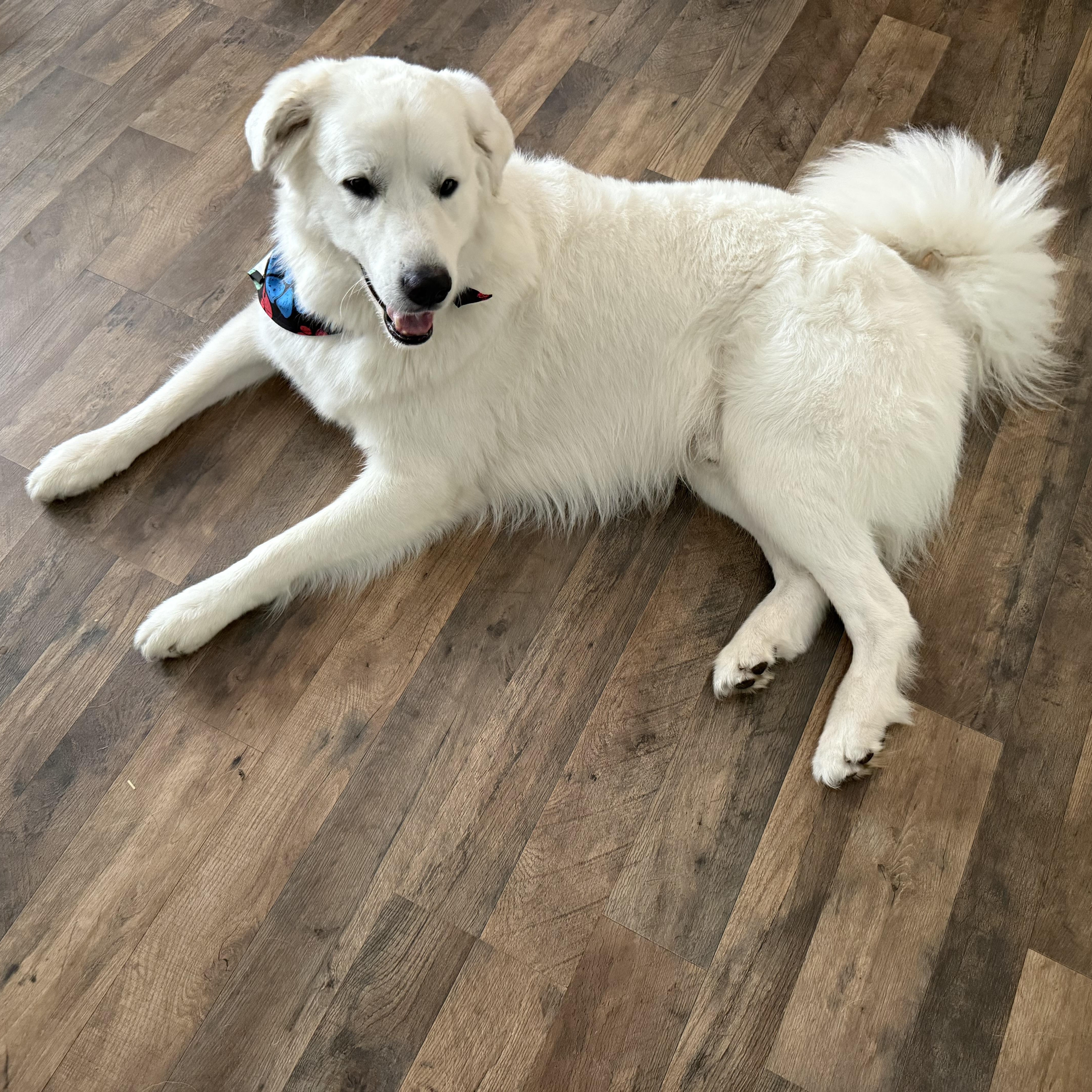 Arlo, a Adopted Great Pyrenees in New Port Richey, FL image 3/6