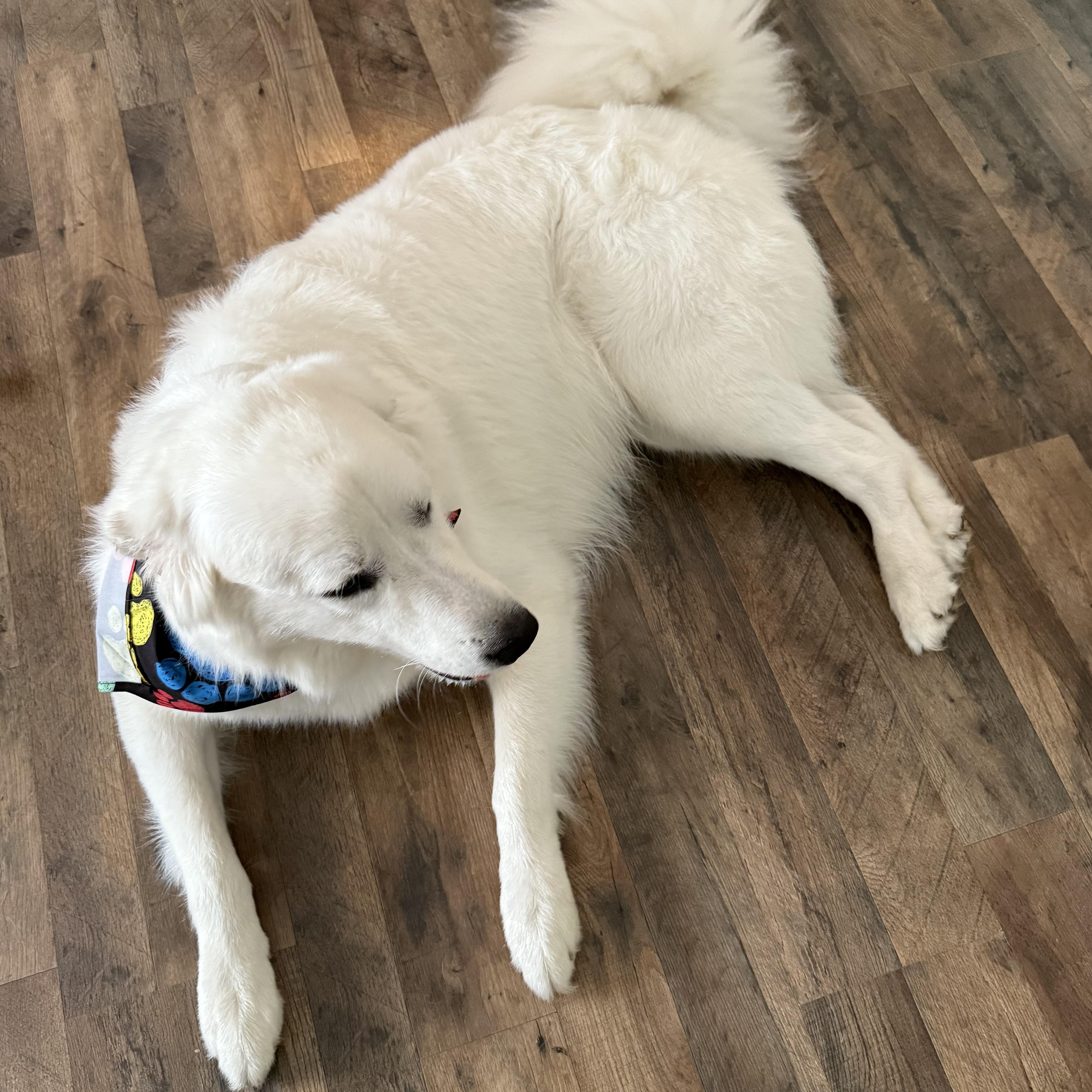 Arlo, a Adopted Great Pyrenees in New Port Richey, FL image 6/6