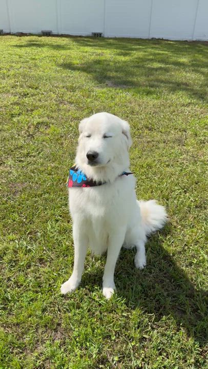 Enlarge Arlo, a Adopted Great Pyrenees in New Port Richey, FL video 2/6