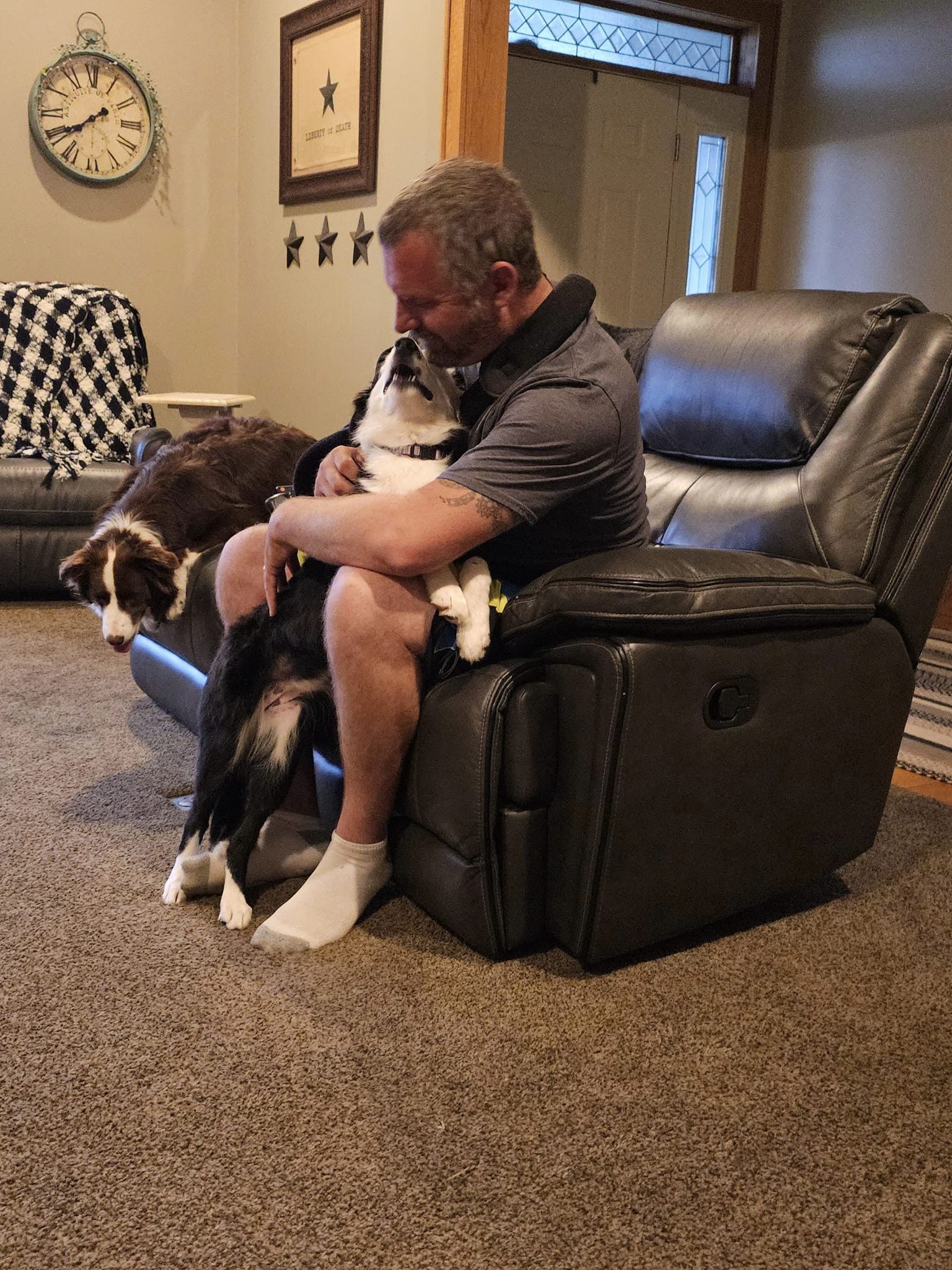 Enlarge Pippa, a Adopted Border Collie in Eagle, MI image 2/5