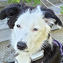 Enlarge Pippa, a Adopted Border Collie in Eagle, MI image 1/5