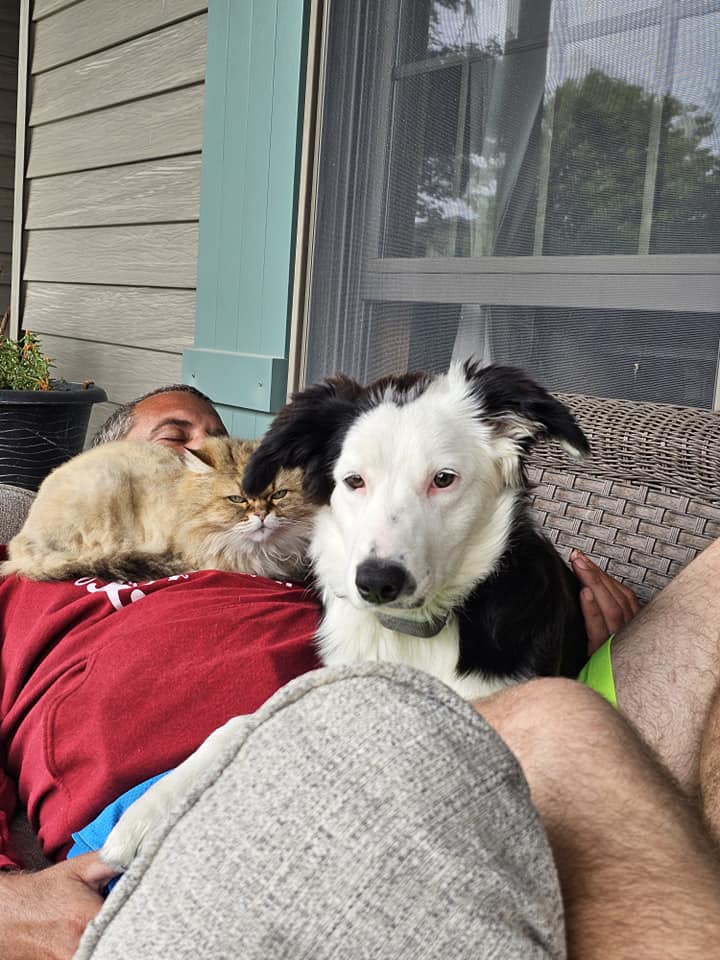 Enlarge Pippa, a Adopted Border Collie in Eagle, MI image 5/5