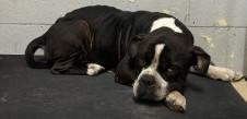 EEyore, Adoptable, Adult Male Pit Bull Terrier & Mixed Breed.