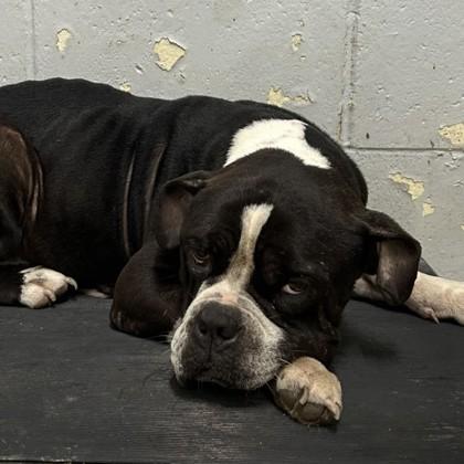 Enlarge EEyore, a Adoptable mixed breed in West Memphis, AR image 2/2
