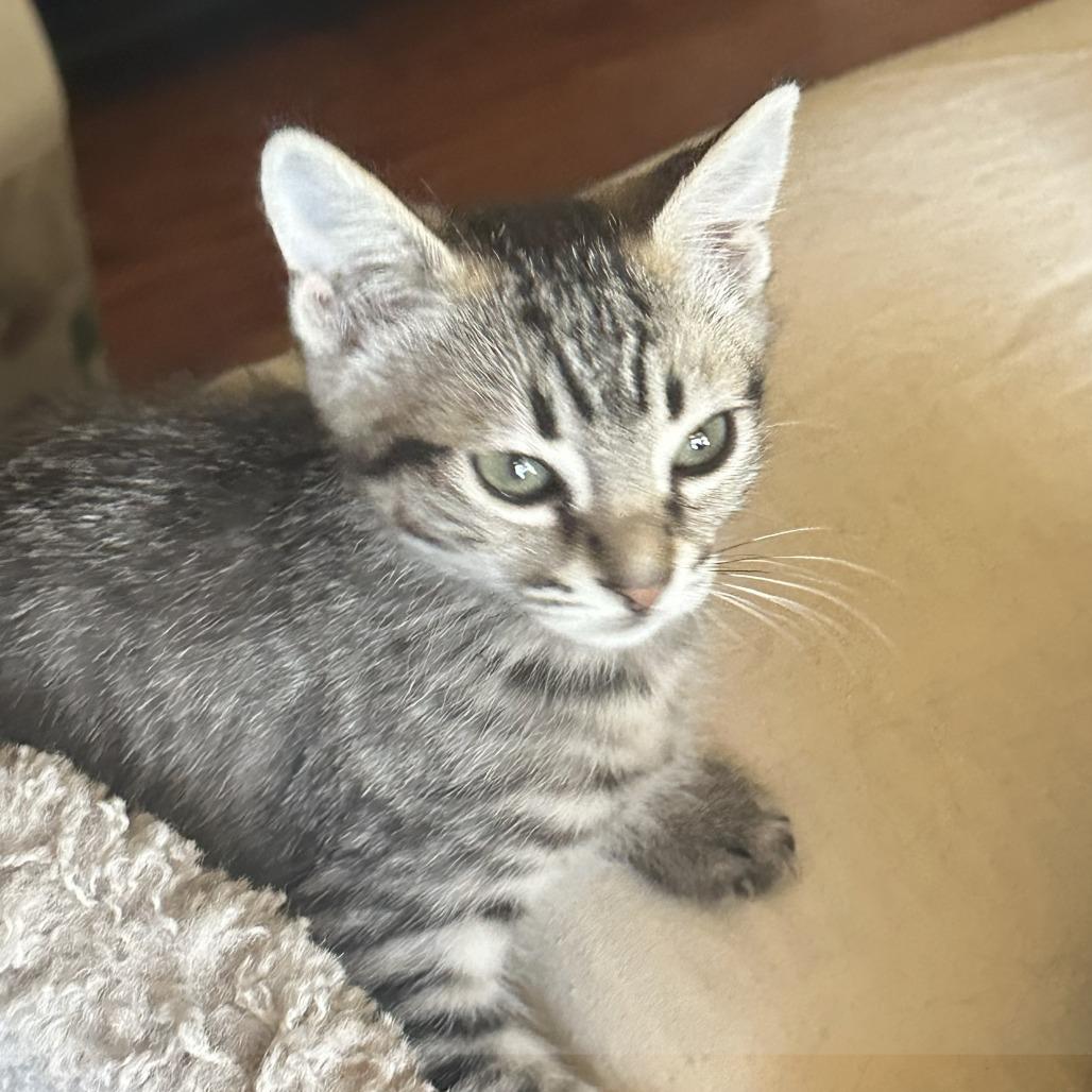 Enlarge HUX, a Adoptable Domestic Short Hair in Stephenville, TX image 1/1