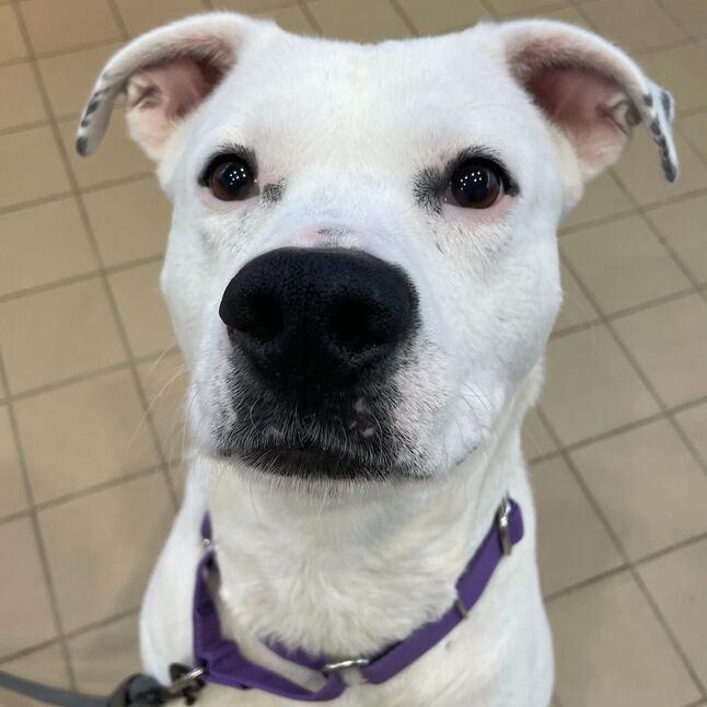 Enlarge Amelia, an adopted Mixed Breed in Jackson, MI image 1/6