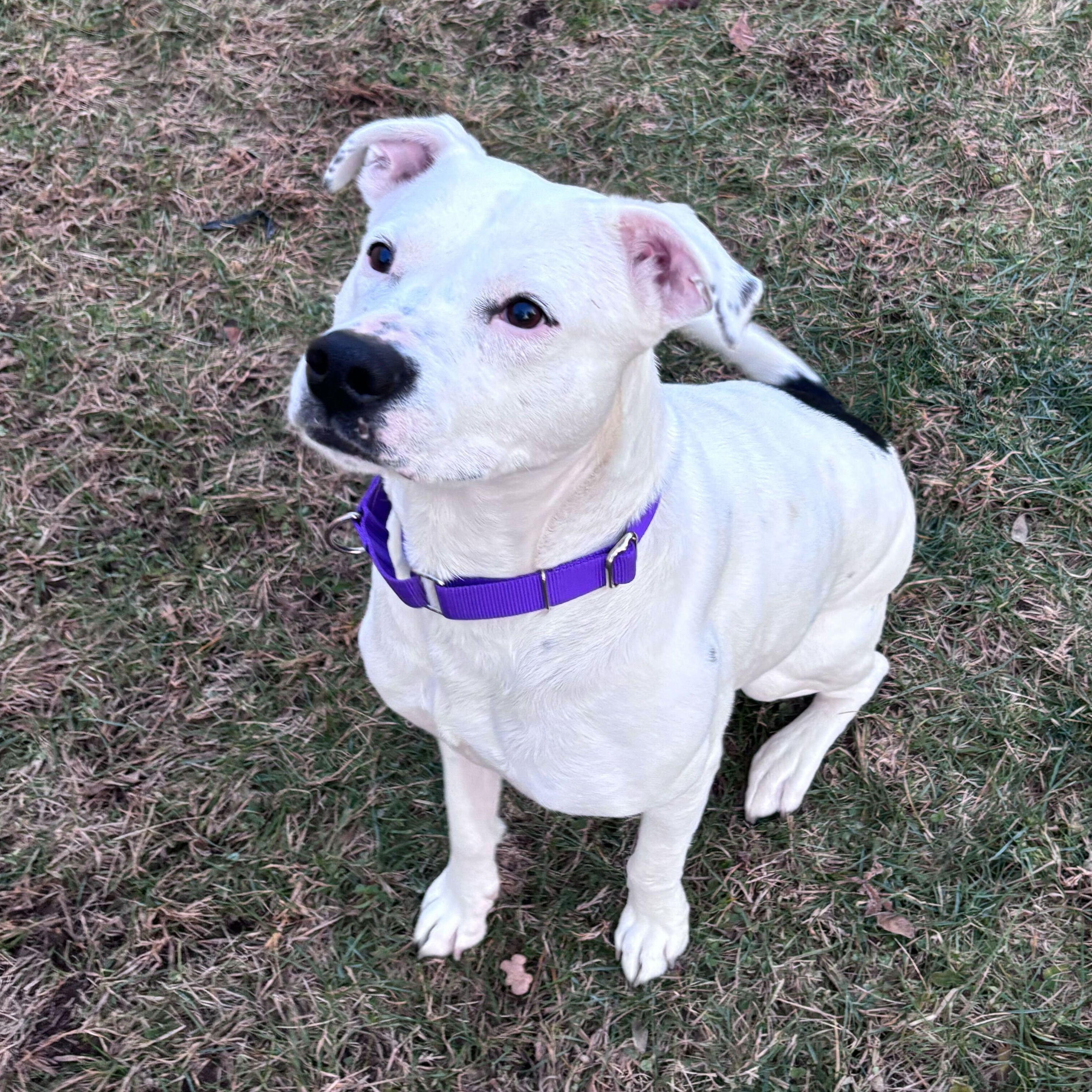 Amelia, a ADOPTABLE Mixed Breed in Jackson, MI image 1/3