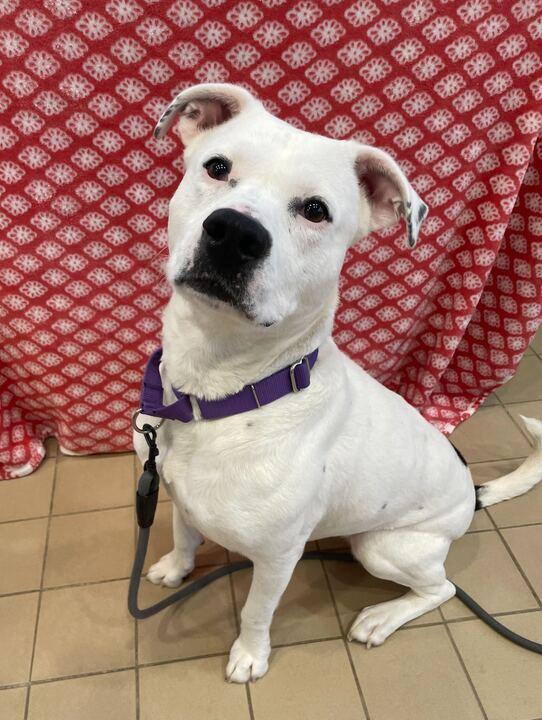 Enlarge Amelia, an adopted Mixed Breed in Jackson, MI image 2/6