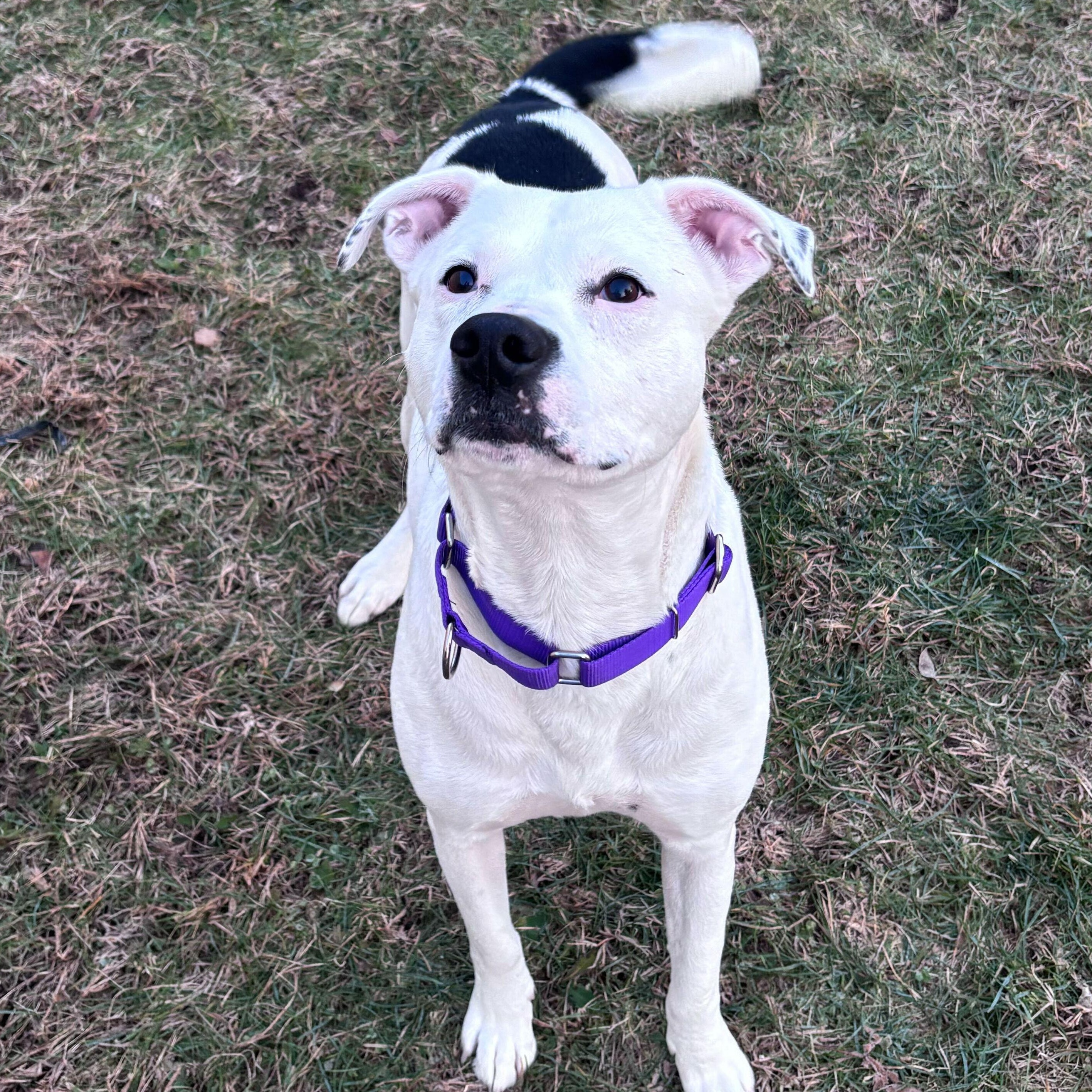 Amelia, a ADOPTABLE Mixed Breed in Jackson, MI image 2/3