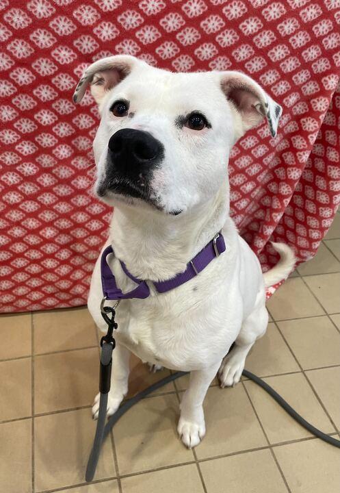 Enlarge Amelia, an adopted Mixed Breed in Jackson, MI image 3/6