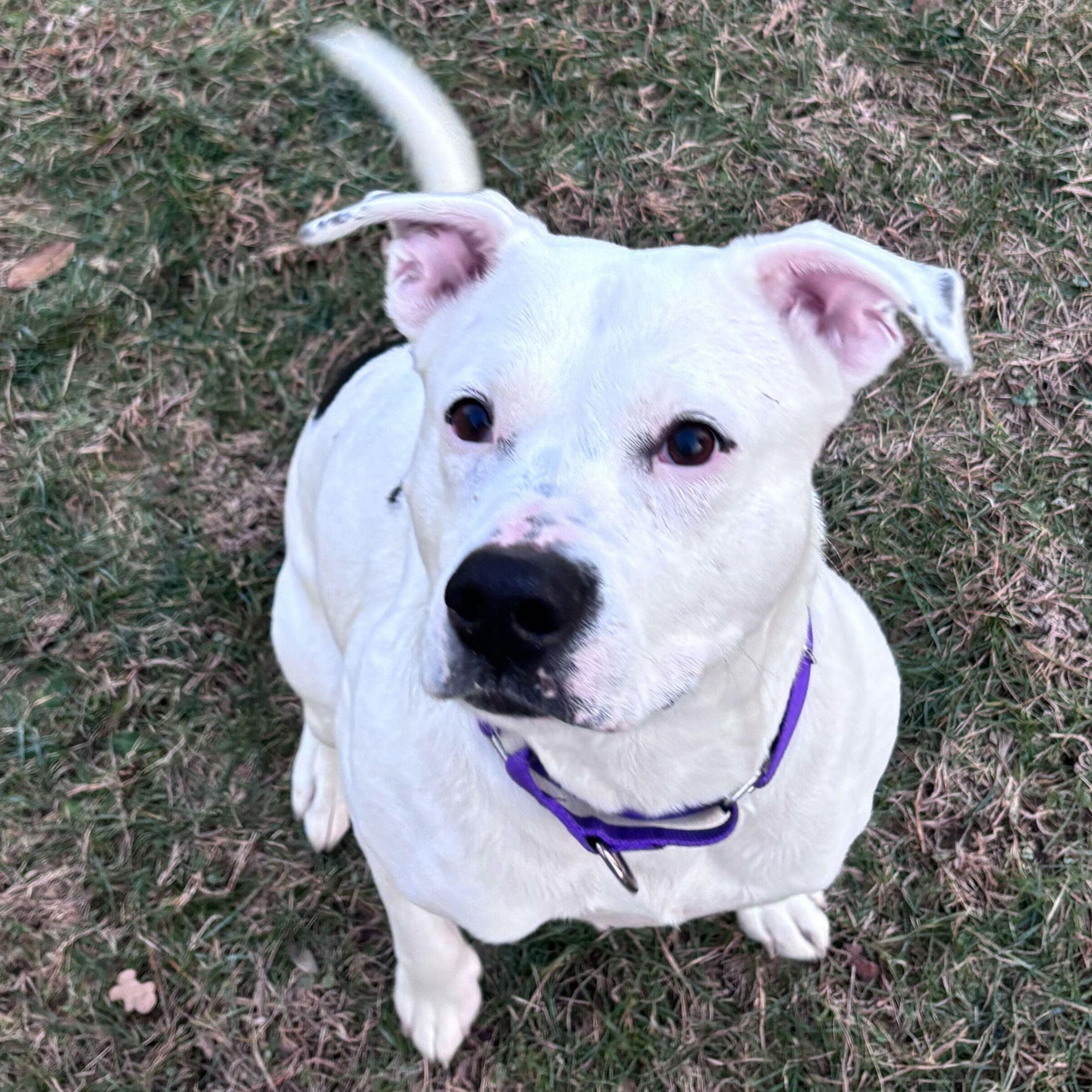 Amelia, a ADOPTABLE Mixed Breed in Jackson, MI image 3/3