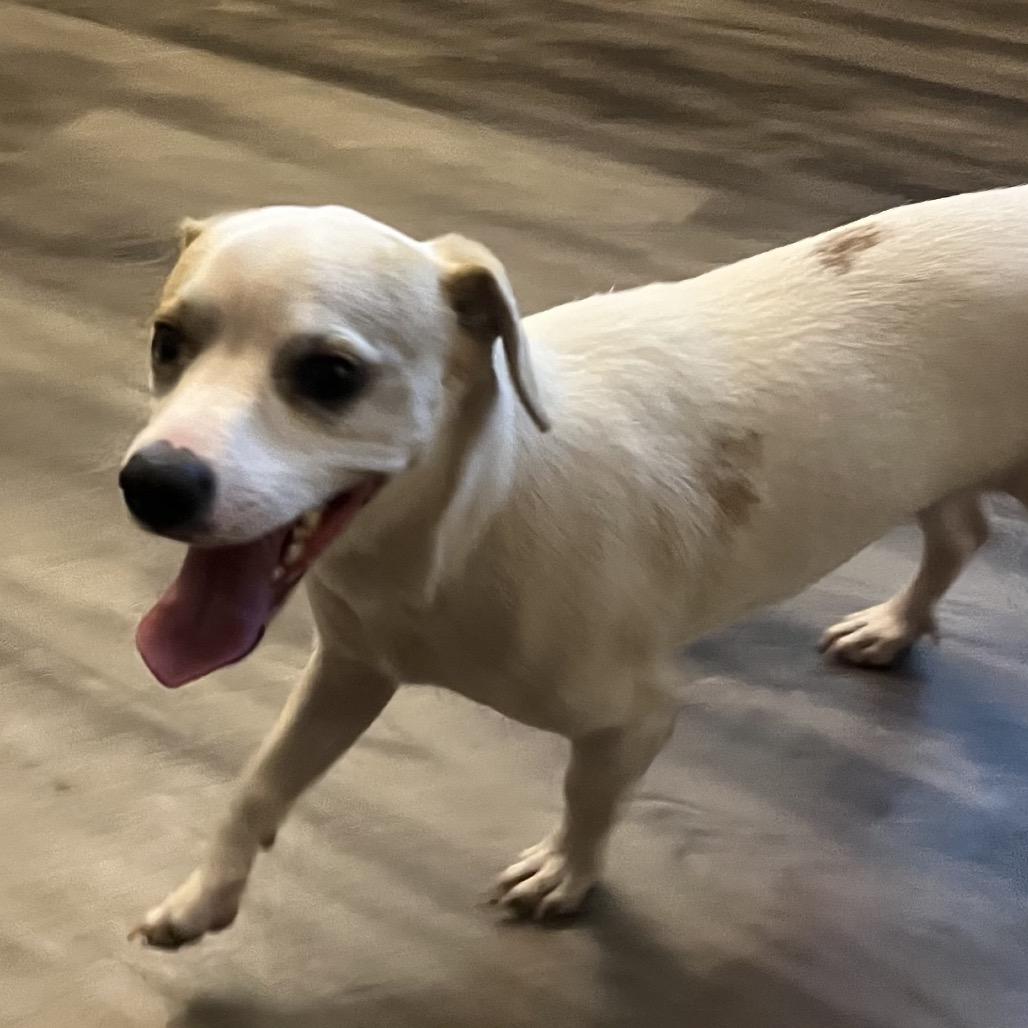 Laurel, Adoptable, Young Male Beagle.