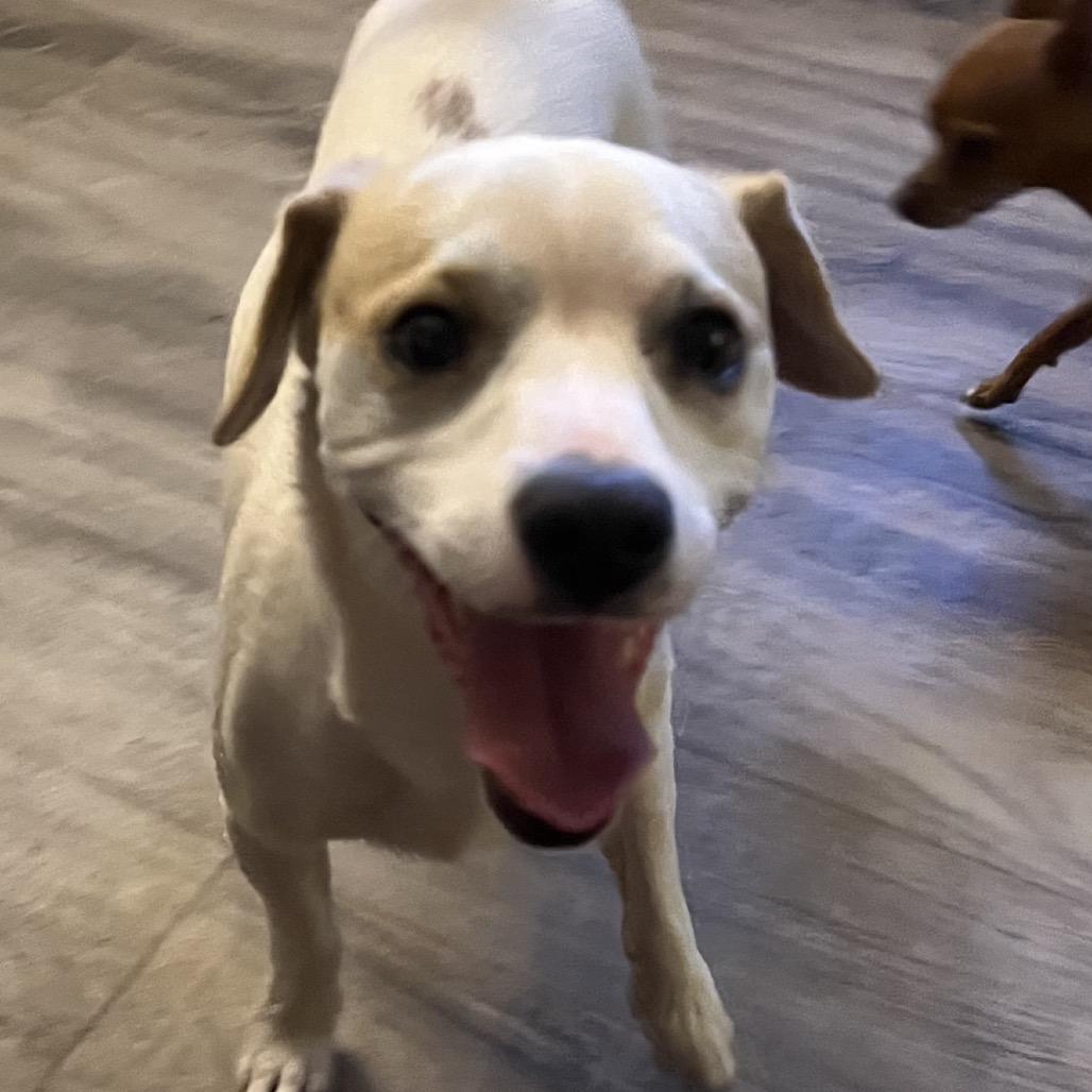 Laurel, a Adoptable mixed breed in Las Vegas, NV image 2/2