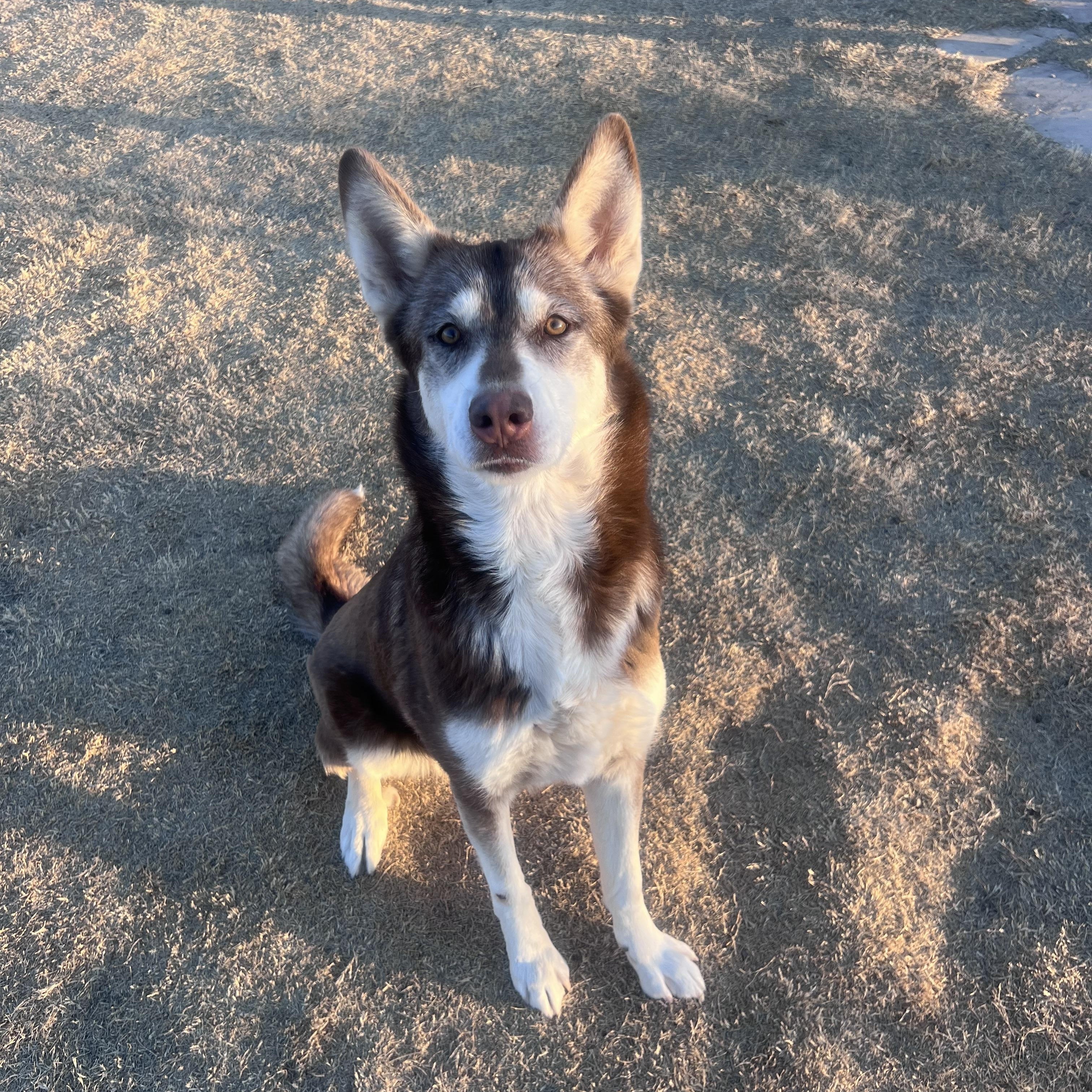 Misha, a Adoptable mixed breed in Stanwood, WA image 3/5