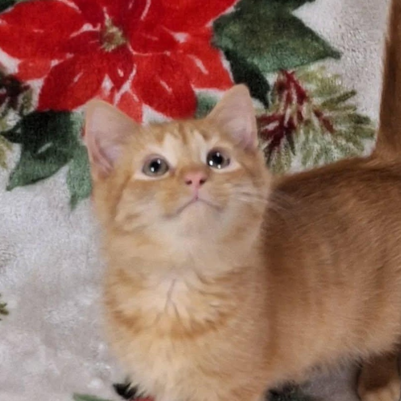 Pugsly, adopted, Kitten Male Domestic Short Hair.