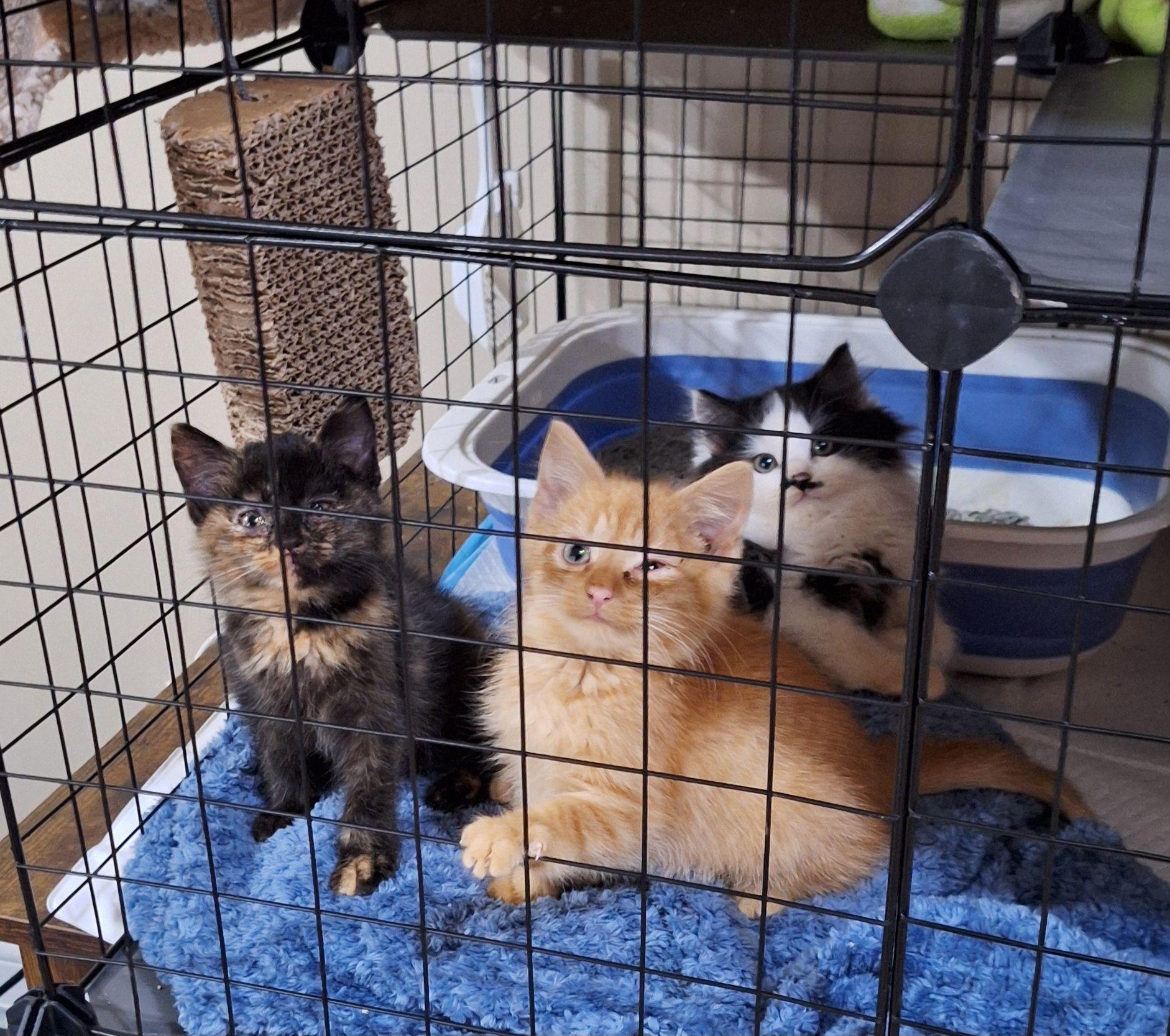 Pugsly, an adopted Domestic Short Hair in Vine Grove, KY image 4/4