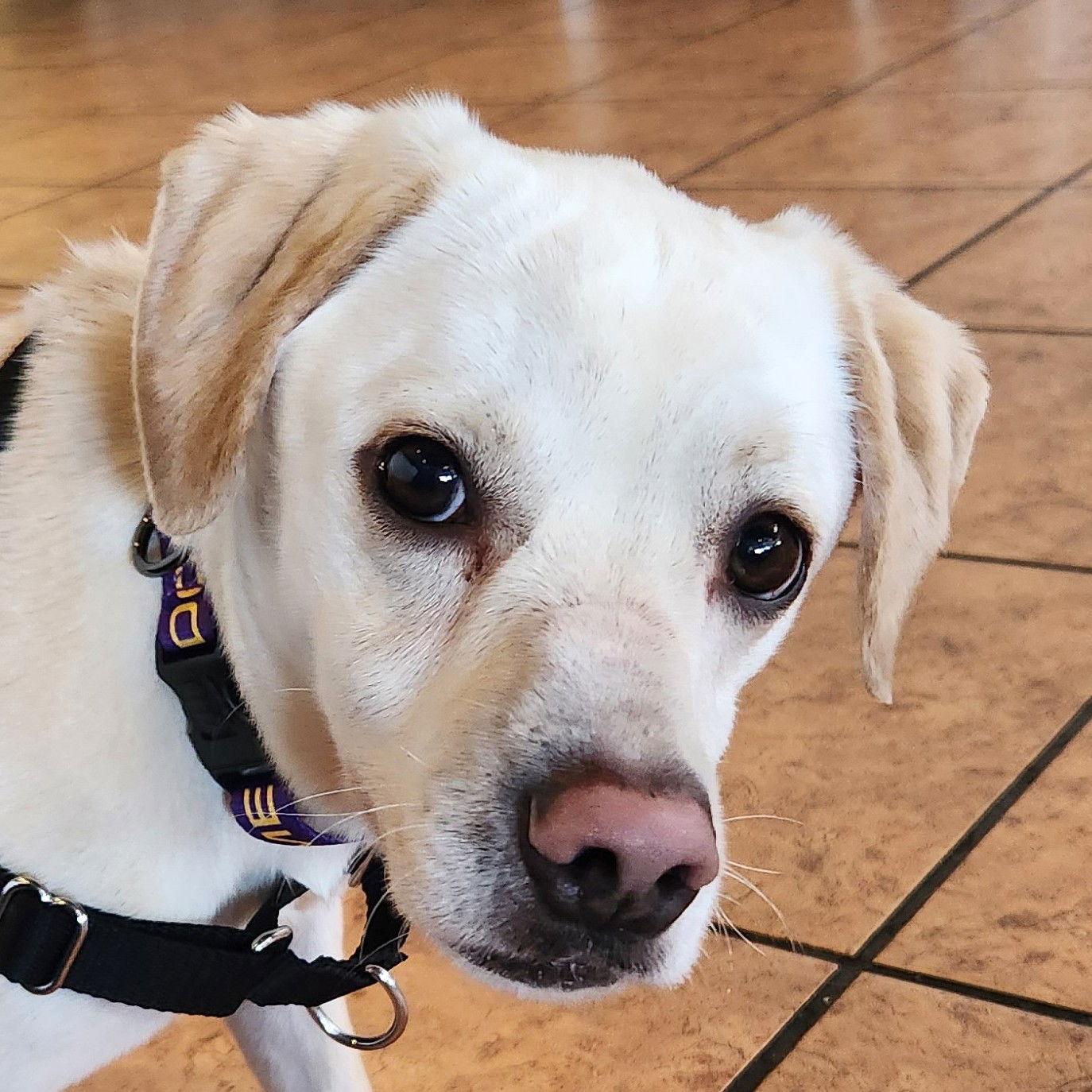 Teddy, a Adopted Labrador Retriever in San Jose, CA image 1/3