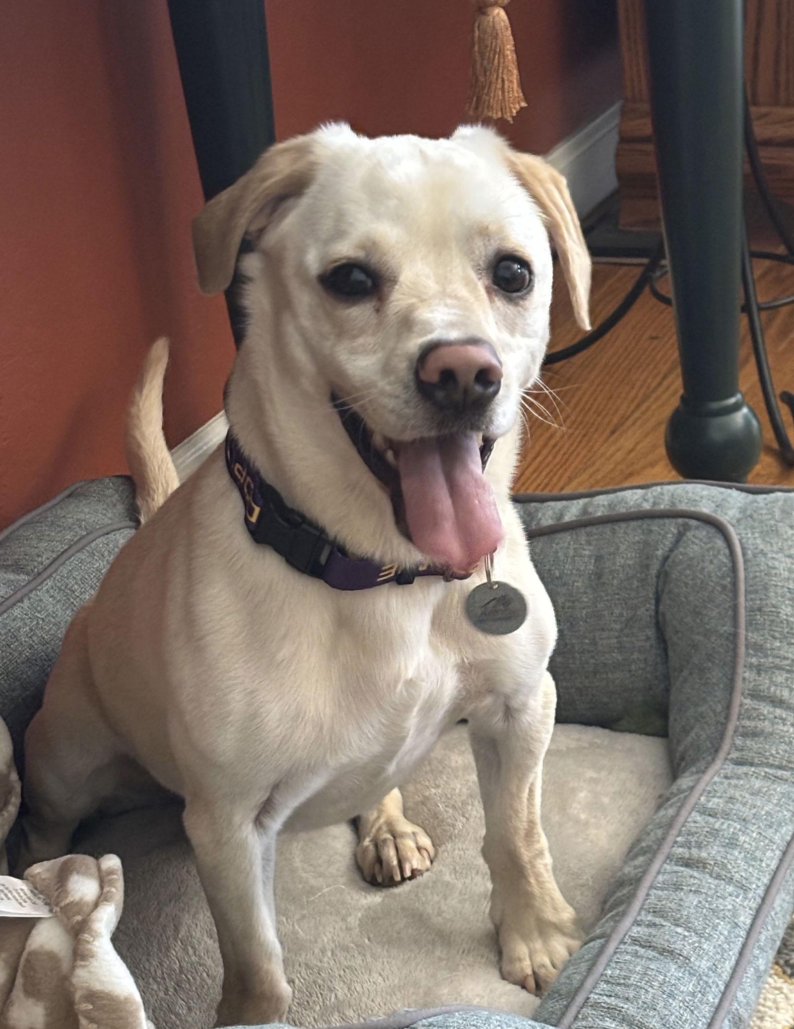 Teddy, a Adopted Labrador Retriever in San Jose, CA image 2/3