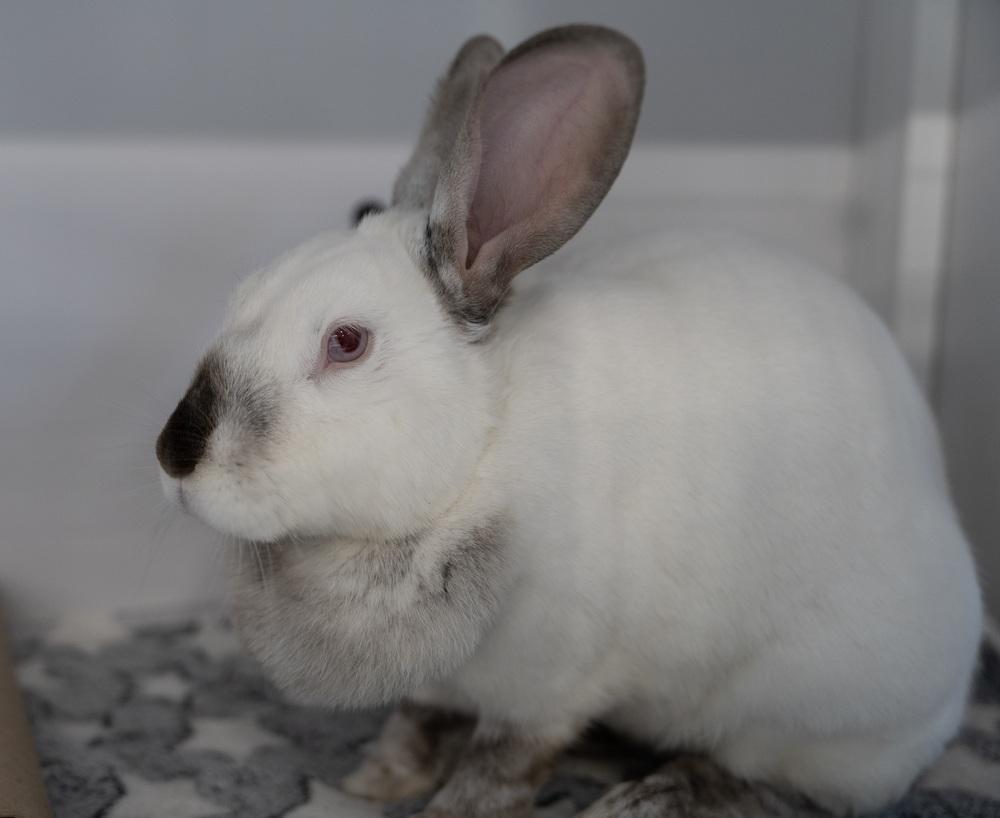 Enlarge Dakota, a Adoptable Californian in Westford, MA image 1/6