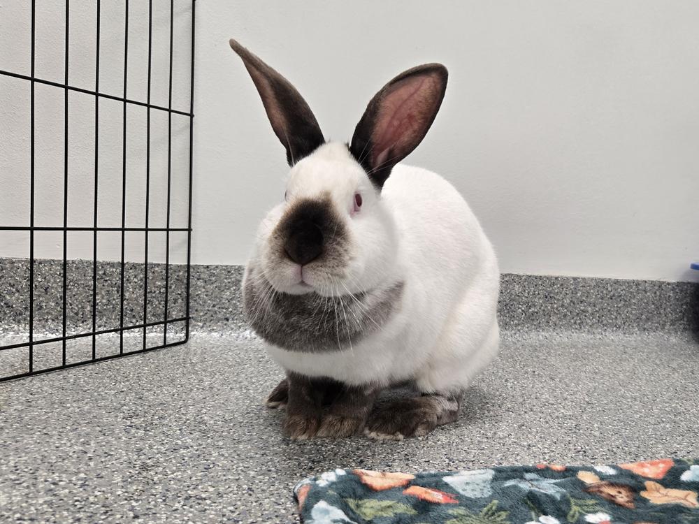 Enlarge Dakota, a Adoptable Californian in Westford, MA image 2/6