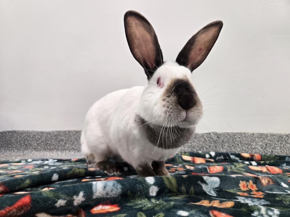 Enlarge Dakota, a Adoptable Californian in Westford, MA image 3/6