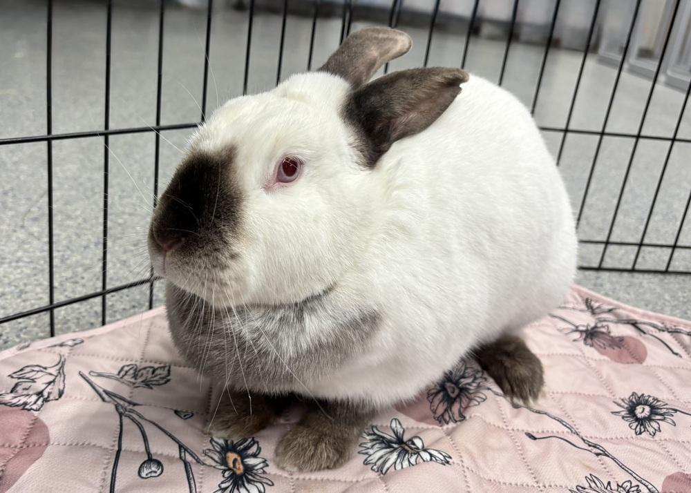 Enlarge Dakota, a Adoptable Californian in Westford, MA image 4/6