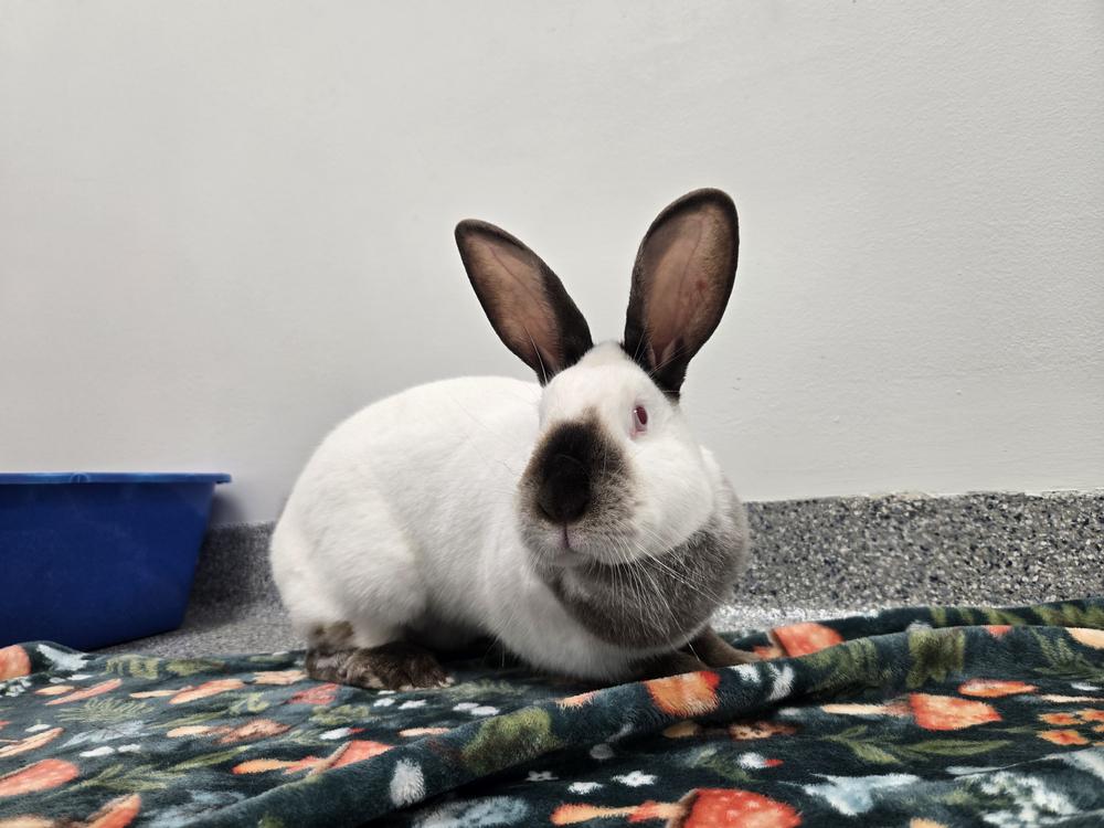 Enlarge Dakota, a Adoptable Californian in Westford, MA image 5/6