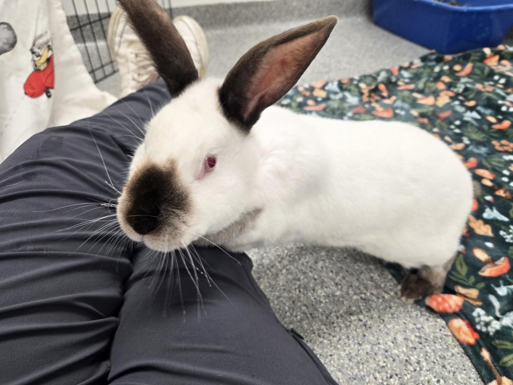 Enlarge Dakota, a Adoptable Californian in Westford, MA image 6/6