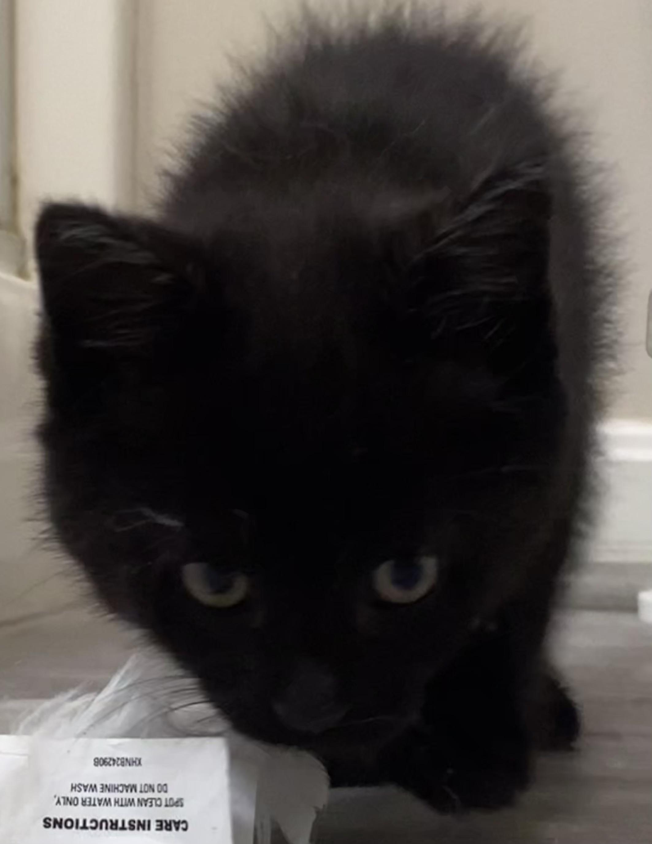 Keith, an adopted Domestic Short Hair in Lemoyne, PA image 2/4