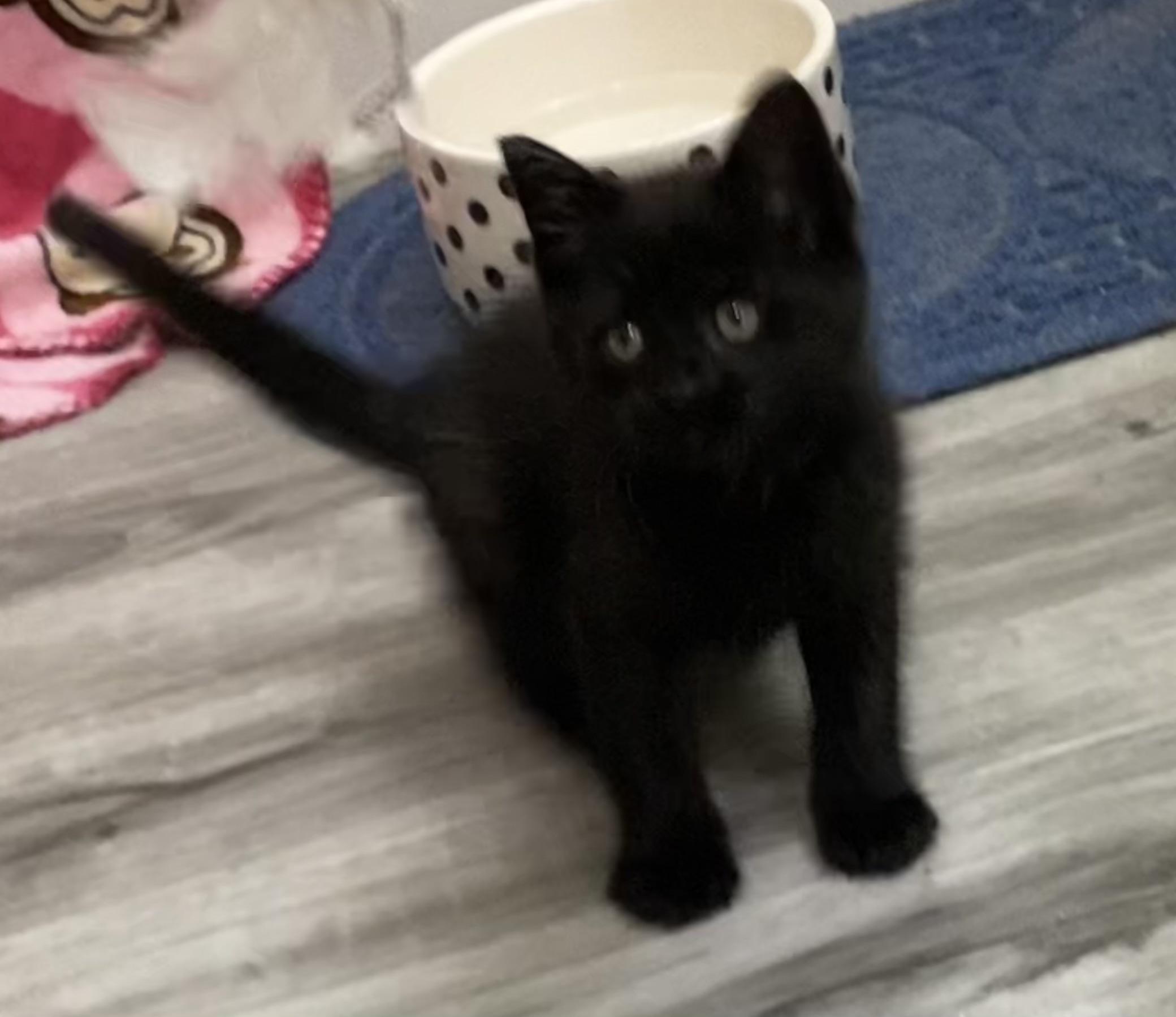 Keith, an adopted Domestic Short Hair in Lemoyne, PA image 1/4