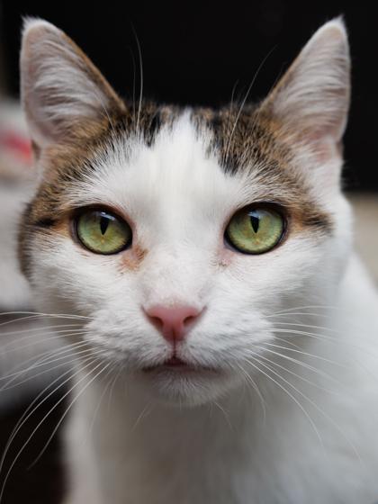 Enlarge Jet, a Adoptable mixed breed in Scotia, NY image 1/3