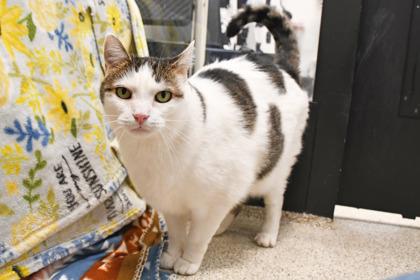 Jet, Adoptable, Adult Male Domestic Short Hair & Domestic Short Hair.