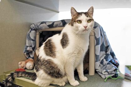 Enlarge Jet, a Adoptable mixed breed in Scotia, NY image 2/3