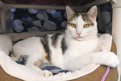 Jet, a Adoptable mixed breed in Scotia, NY image 2/3