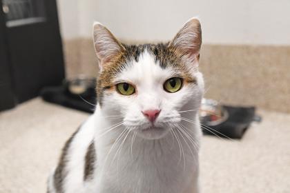 Jet, a Adoptable mixed breed in Scotia, NY image 3/3
