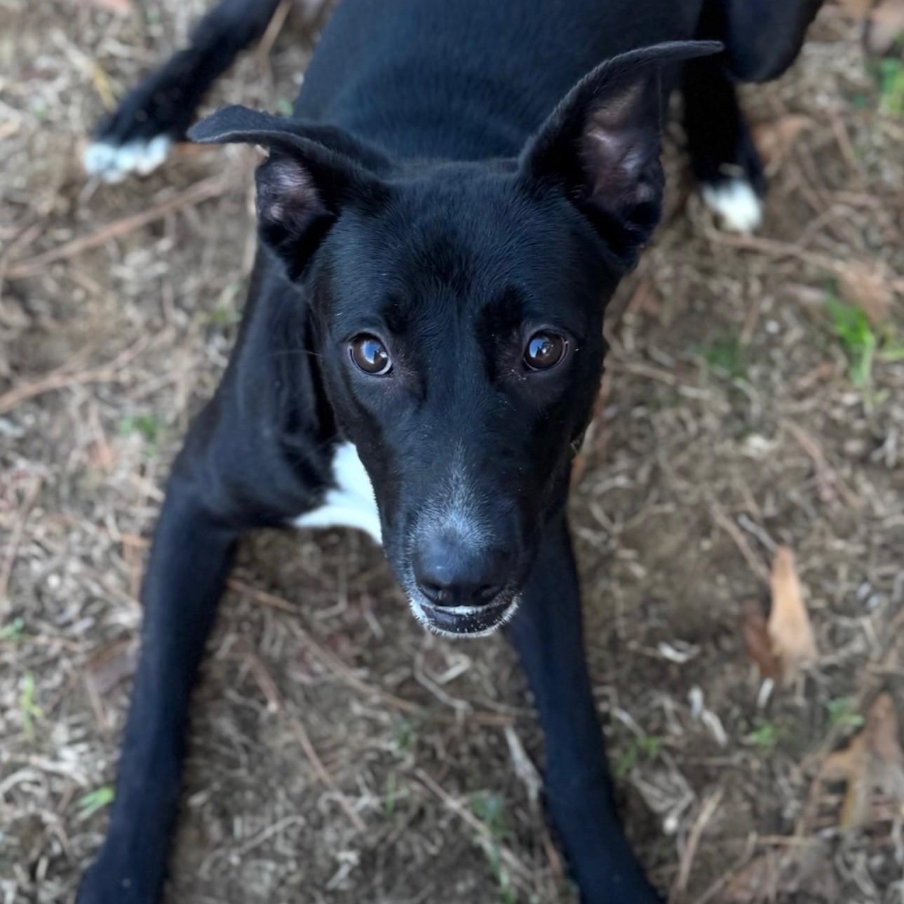 Enlarge Joy, an adopted mixed breed in Summerdale, AL image 1/1
