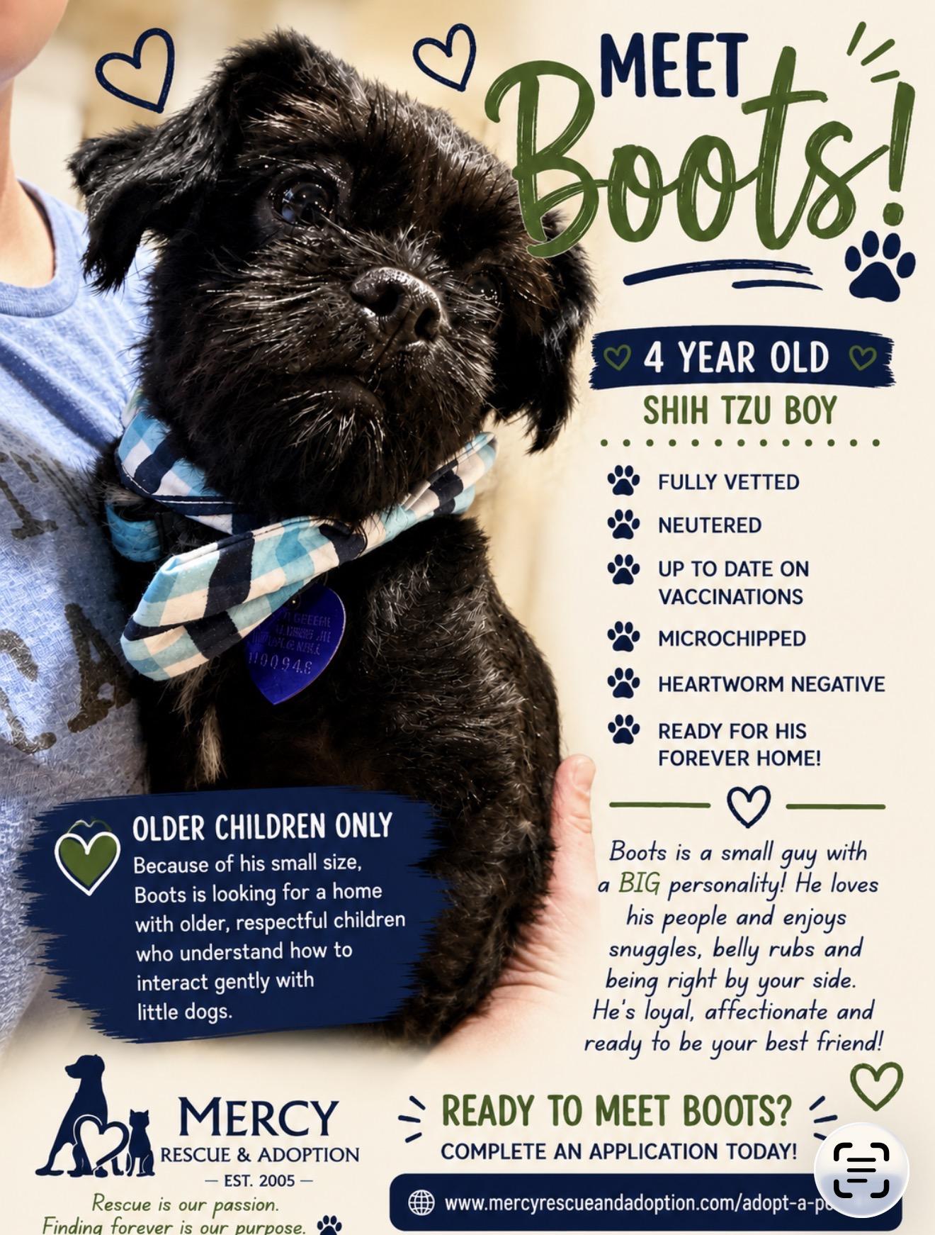 Enlarge Boots Toots Boogie, a ADOPTABLE Shih Tzu in North Vernon, IN image 1/4