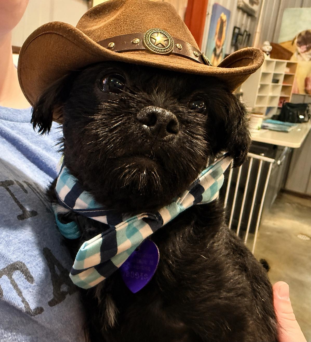 Enlarge Boots Toots Boogie, a ADOPTABLE Shih Tzu in North Vernon, IN image 2/4