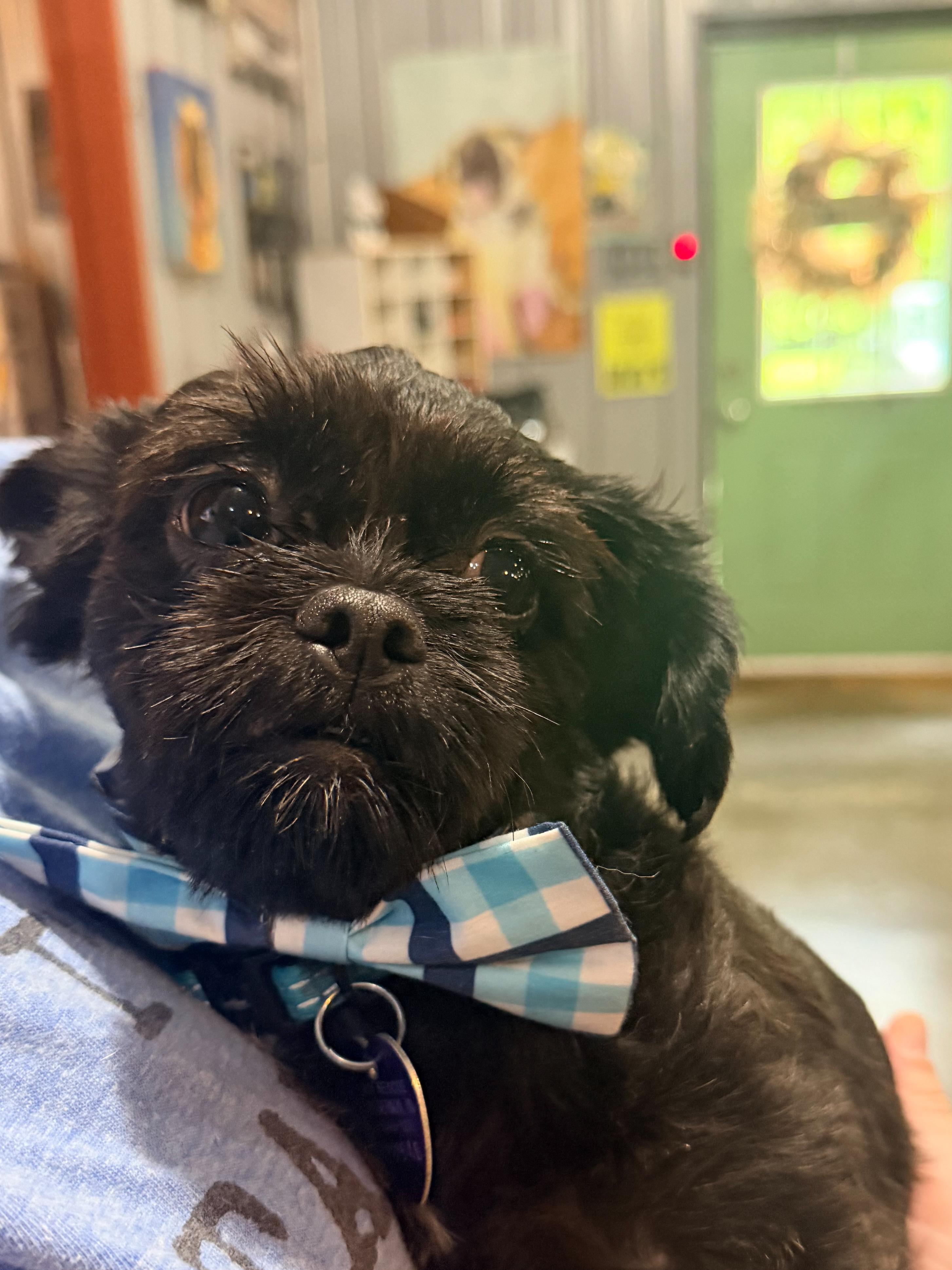 Enlarge Boots Toots Boogie, a ADOPTABLE Shih Tzu in North Vernon, IN image 4/4