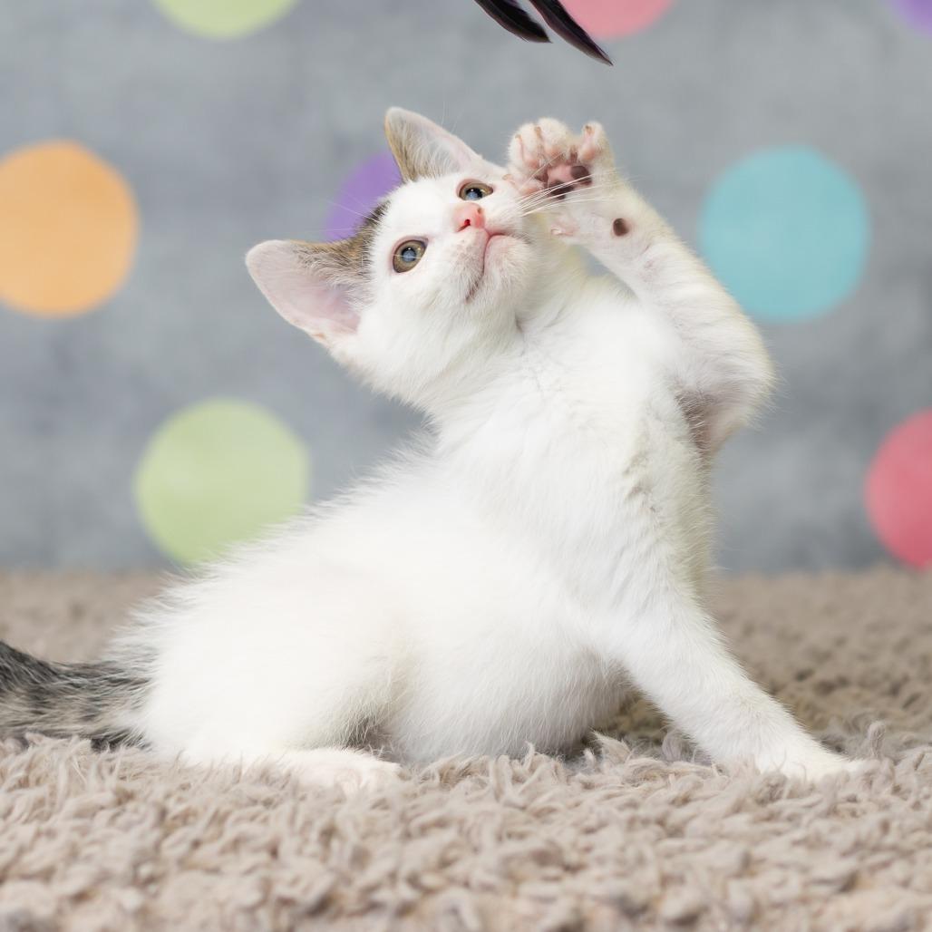 Patrick Star, a Adoptable Domestic Short Hair in St. Paul, MN image 1/6