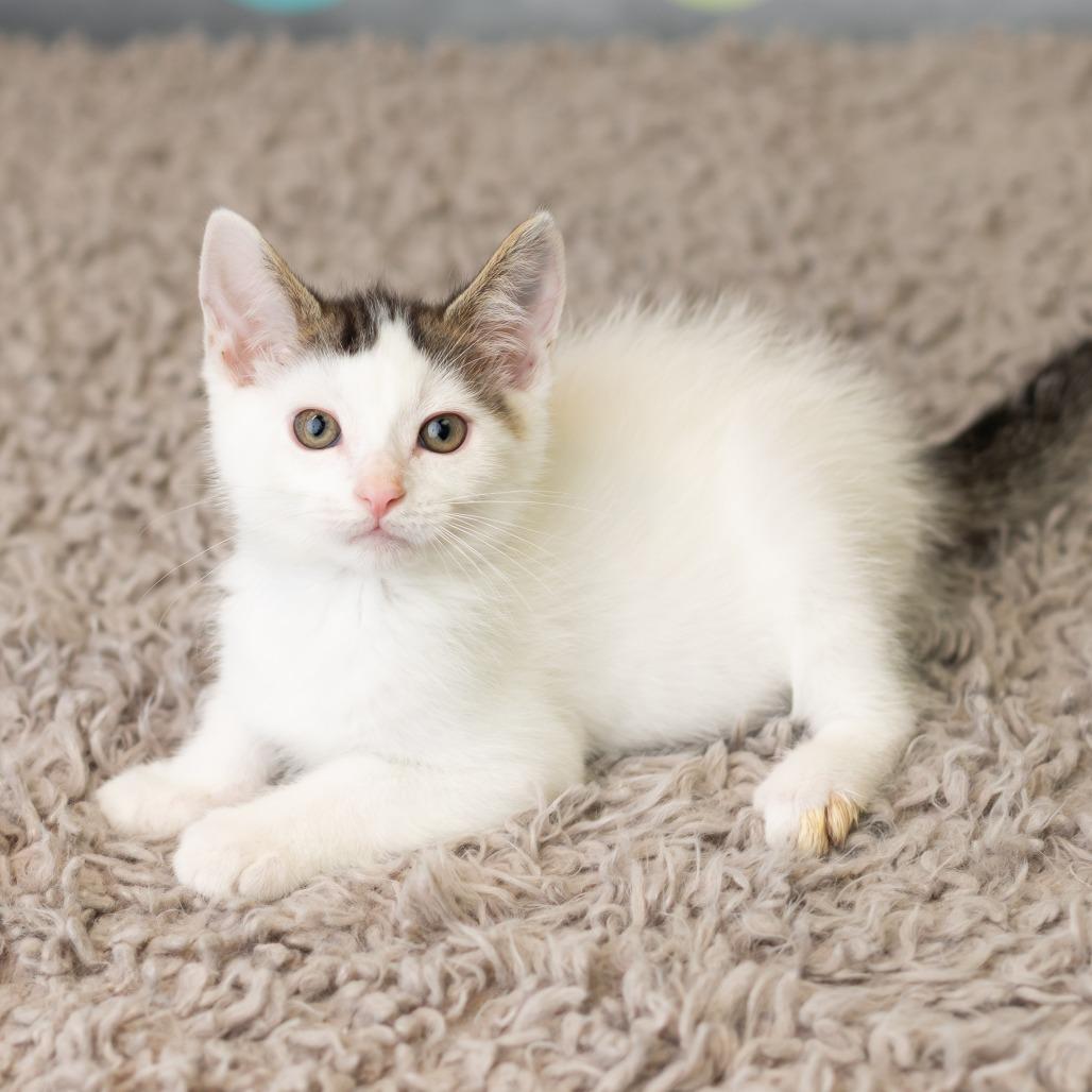 Patrick Star, a Adoptable Domestic Short Hair in St. Paul, MN image 2/6