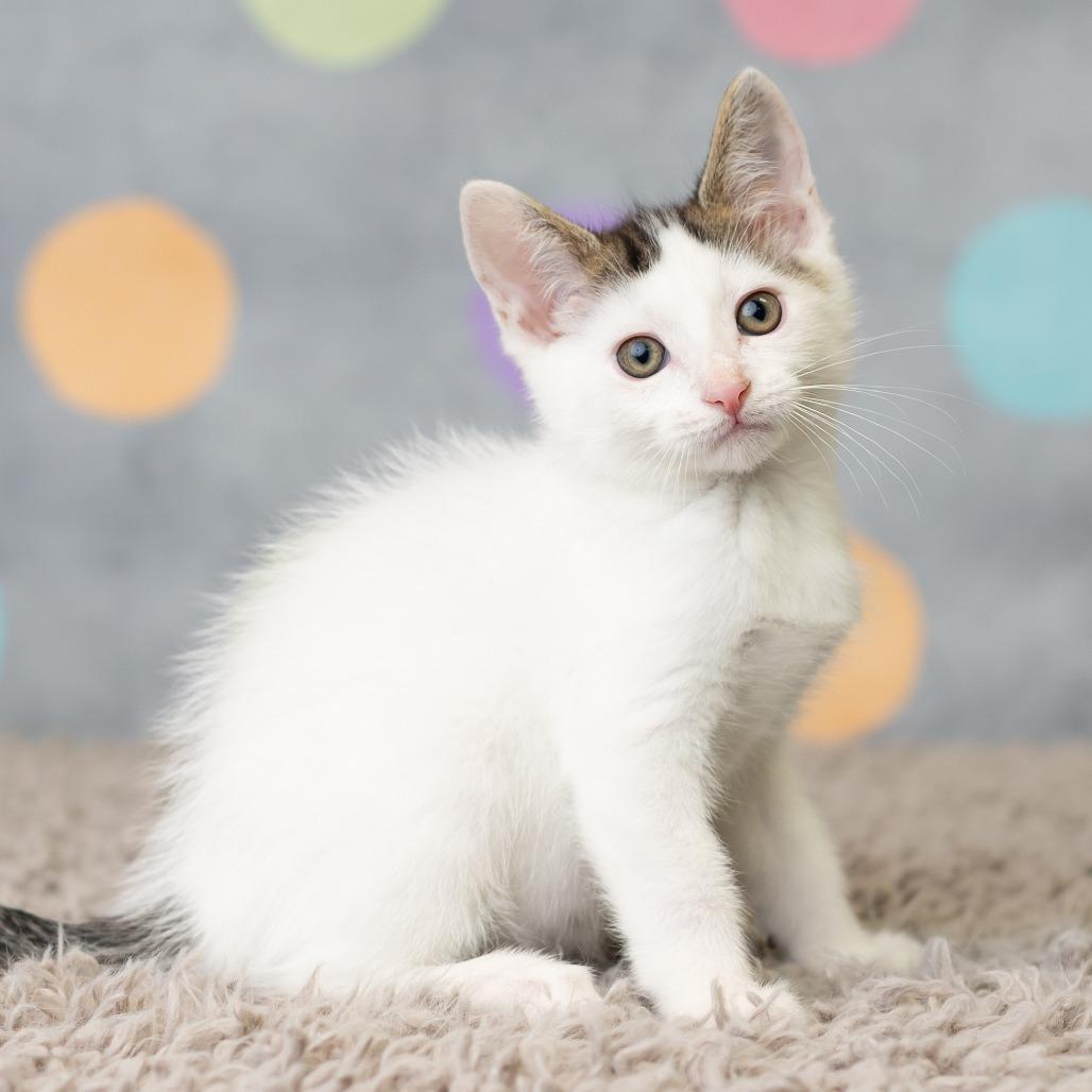 Patrick Star, a Adoptable Domestic Short Hair in St. Paul, MN image 3/6