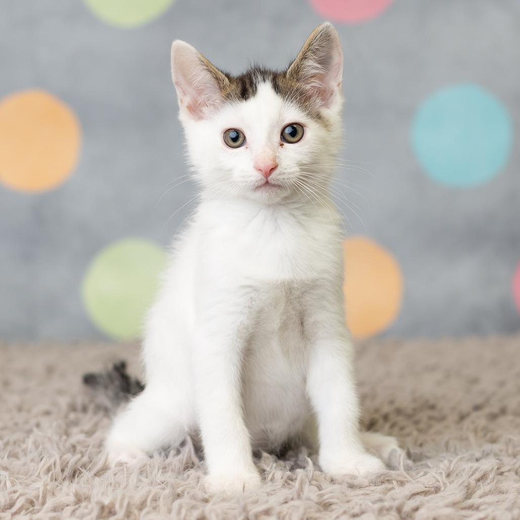Patrick Star, a Adoptable Domestic Short Hair in St. Paul, MN image 4/6