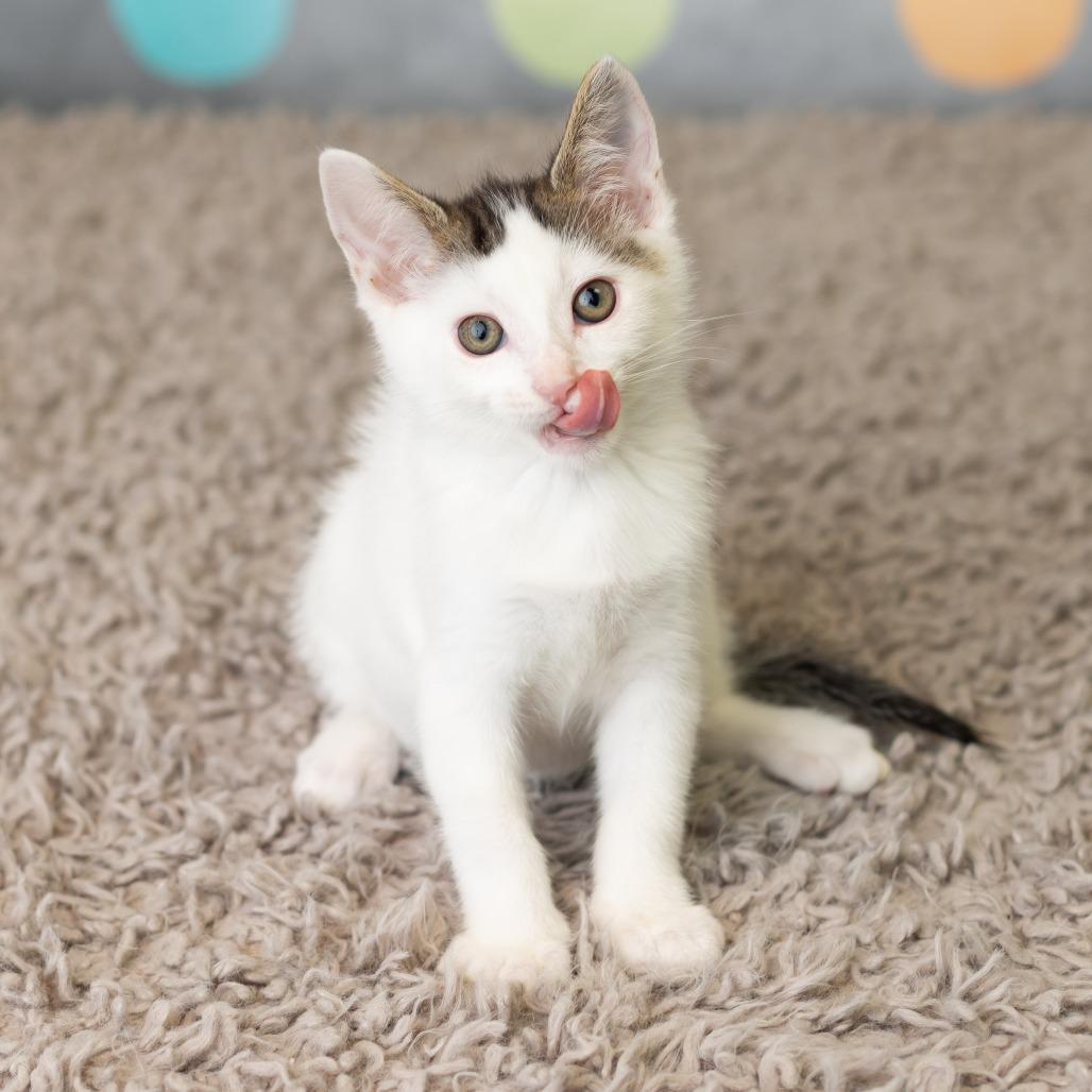 Patrick Star, a Adoptable Domestic Short Hair in St. Paul, MN image 5/6