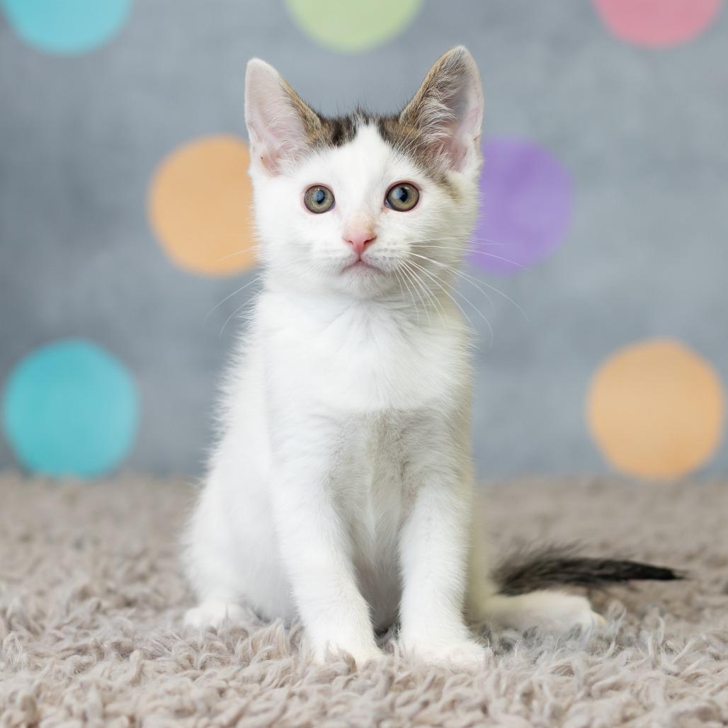 Patrick Star, a Adoptable Domestic Short Hair in St. Paul, MN image 6/6